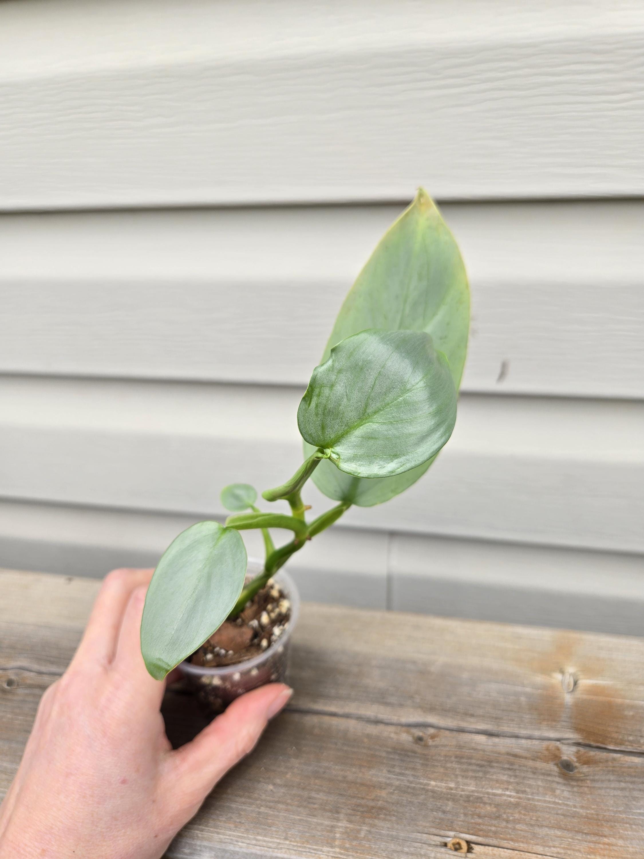Philodendron Silver Sword - Silver s Sword Philodendron