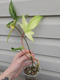 Florida Ghost Philodendron