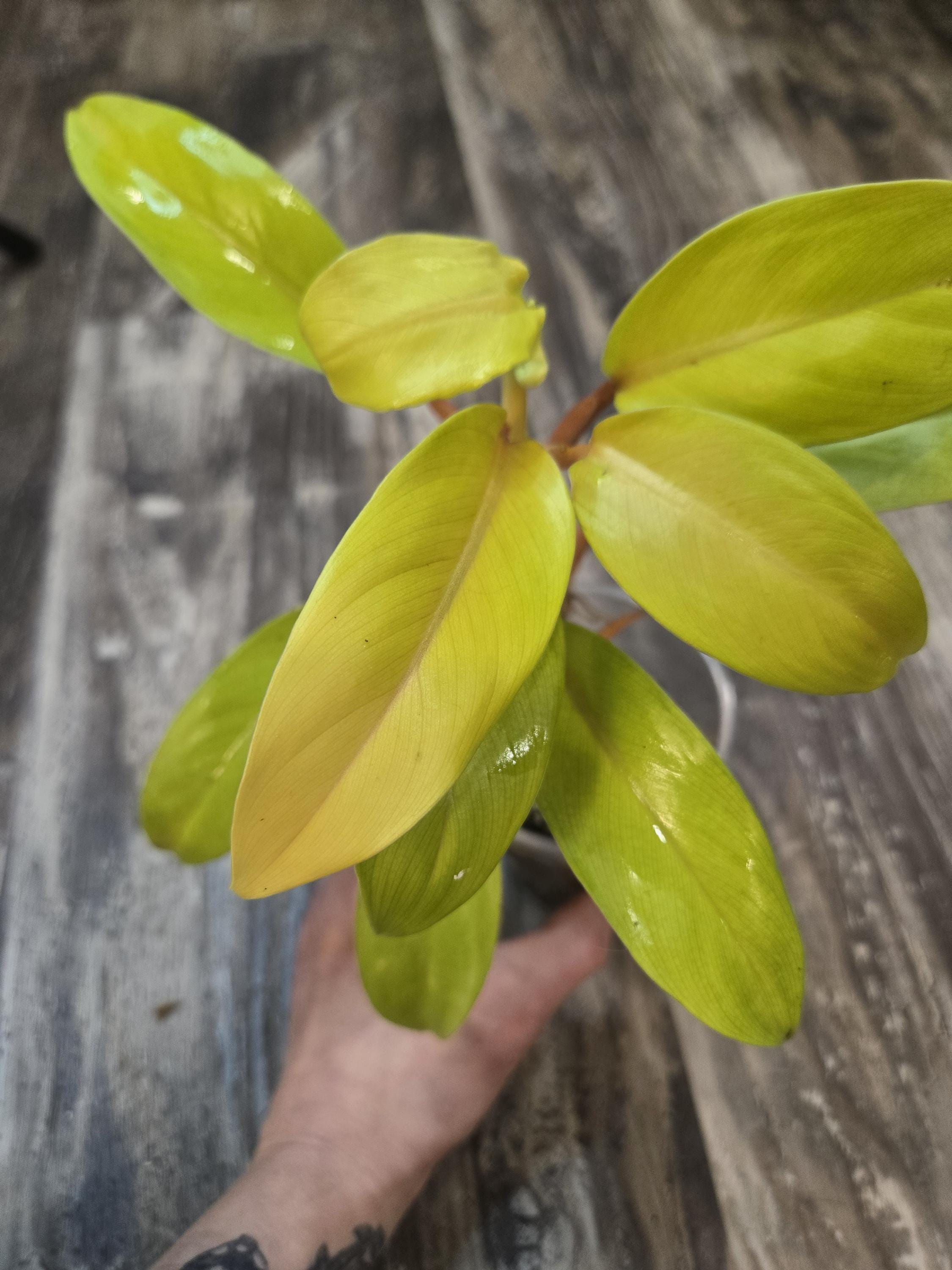 Philodendron Golden Goddess - Philodendron Lemon Lime - Malay Gold
