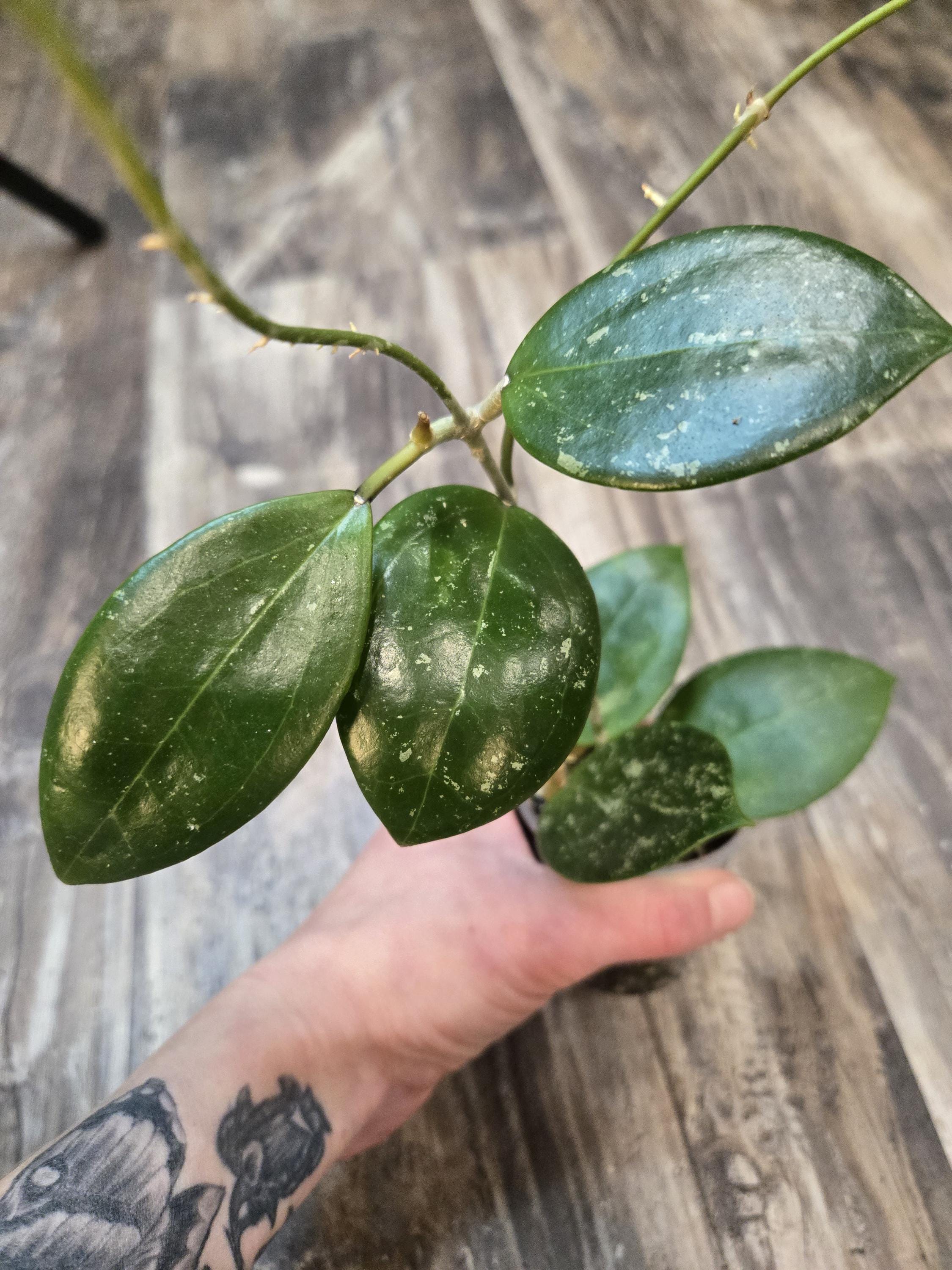 Verticillate Hoya - Hoya verticillate