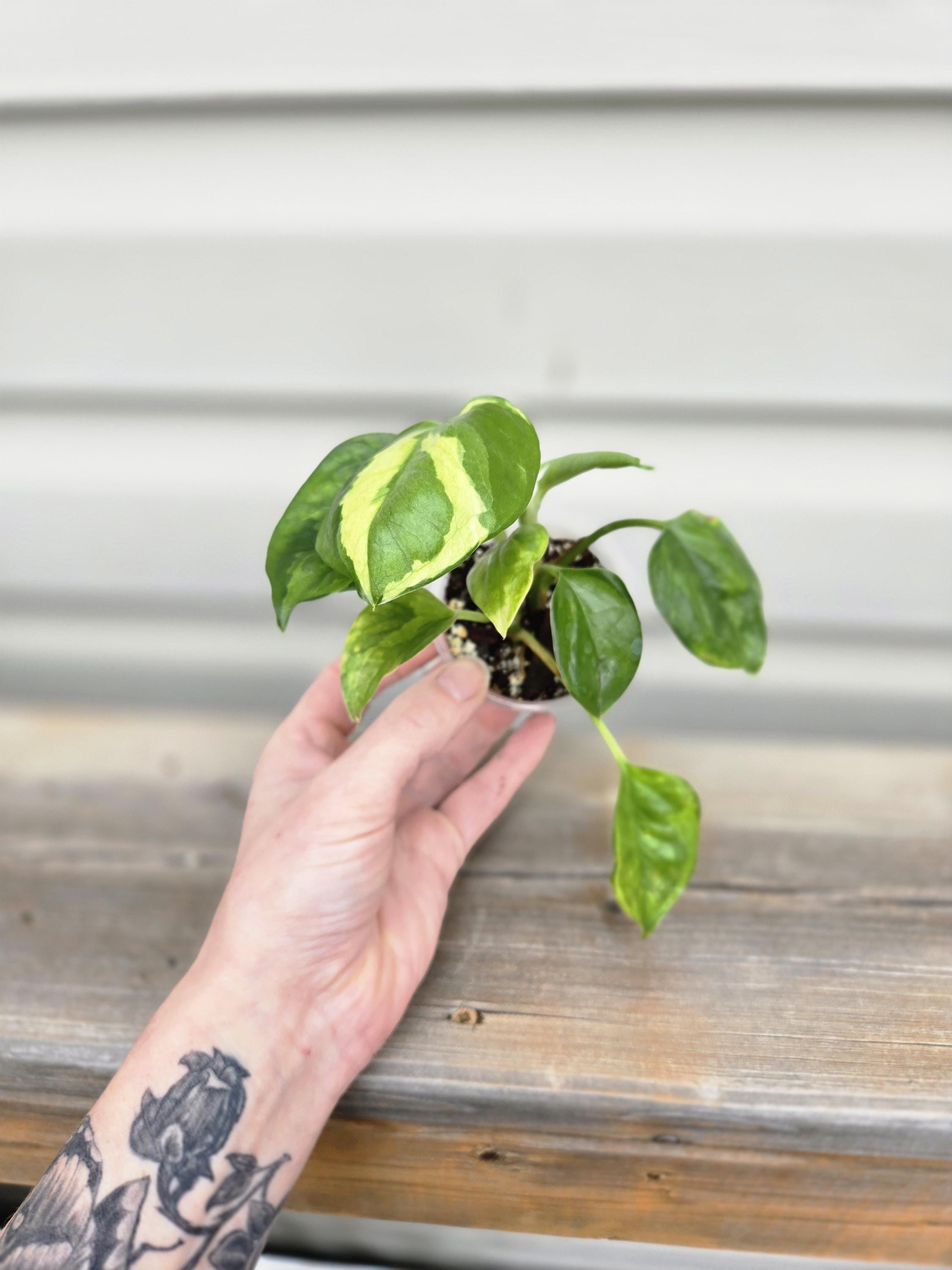 Lemon Meringue Pothos