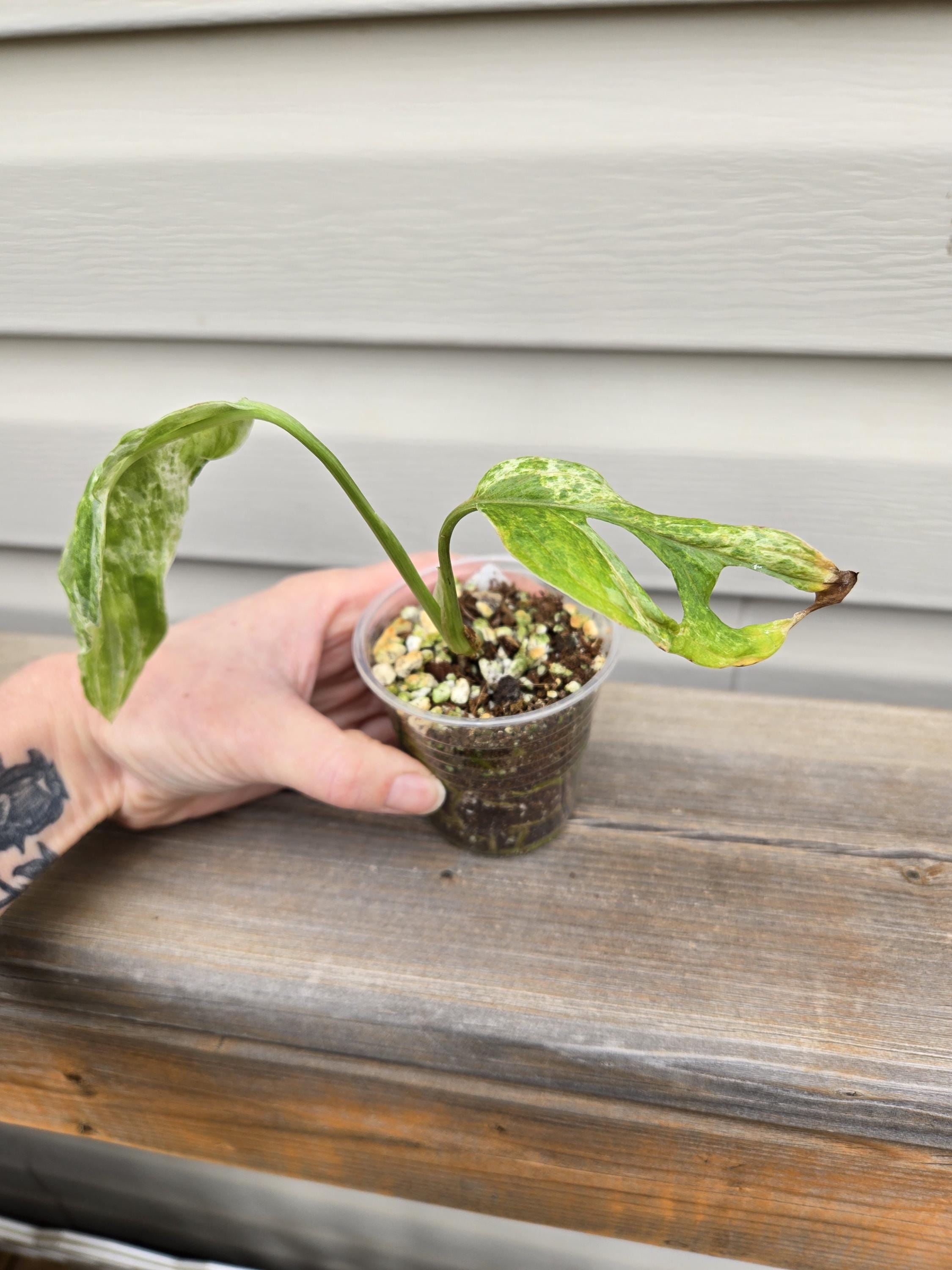 Indonesian Marble Variegated Adansonii - Monstera AdansoniiIndonesian Marble Variegated
