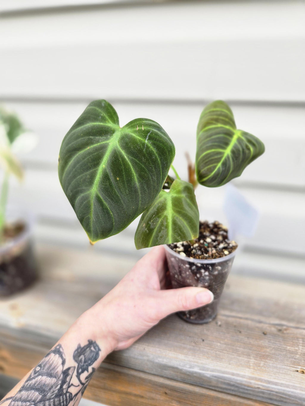 Philodendron El Choco Red