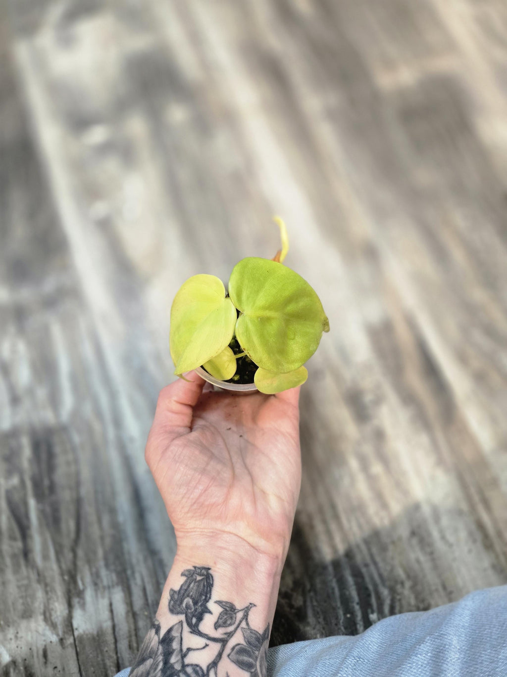 Neon Heart Leaf Philodendron - Philodendron Lemon Lime -  Neon Cordatum philodendron