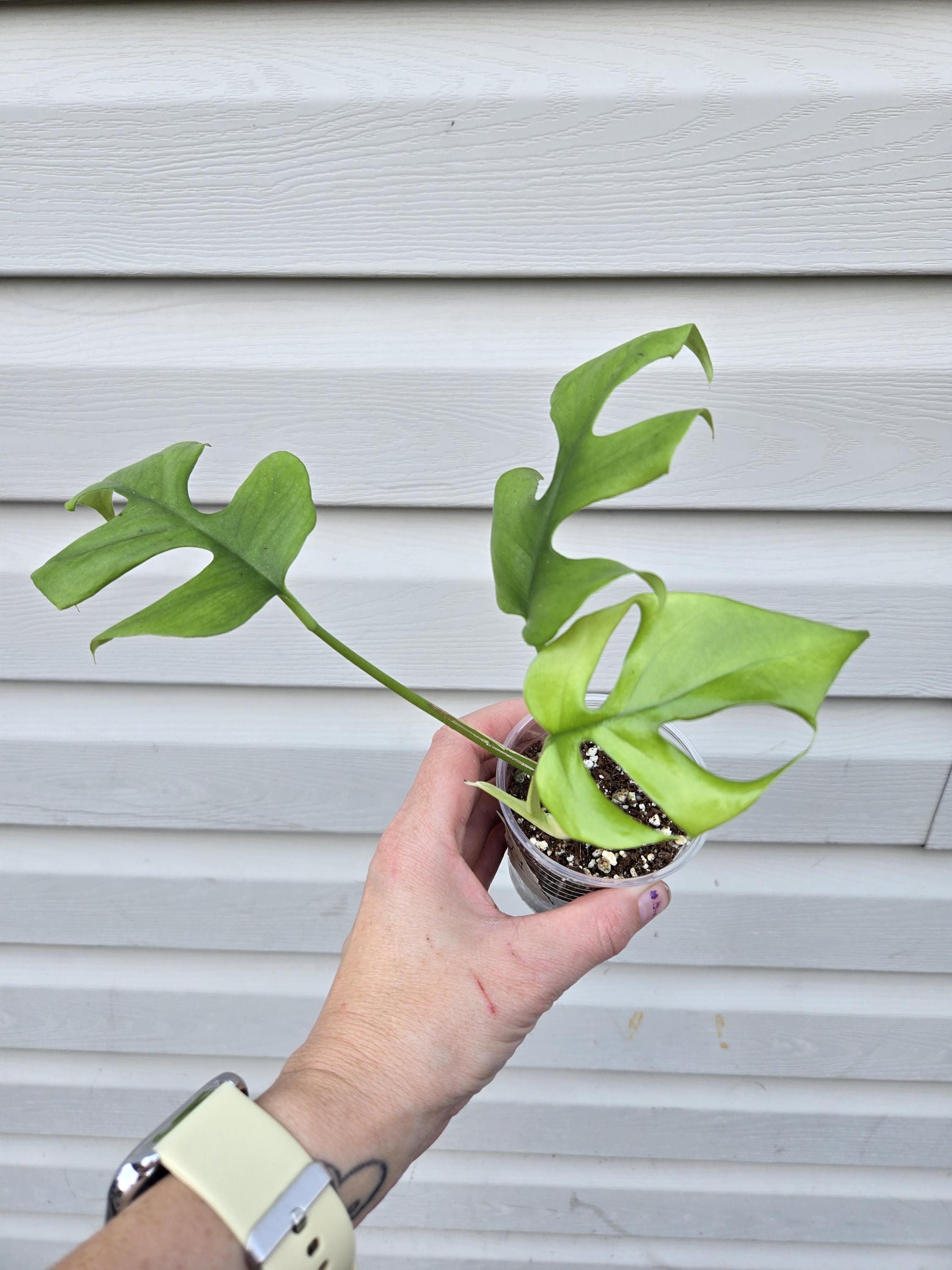 Rhaphidophora Tetrasperma - Mini monstera