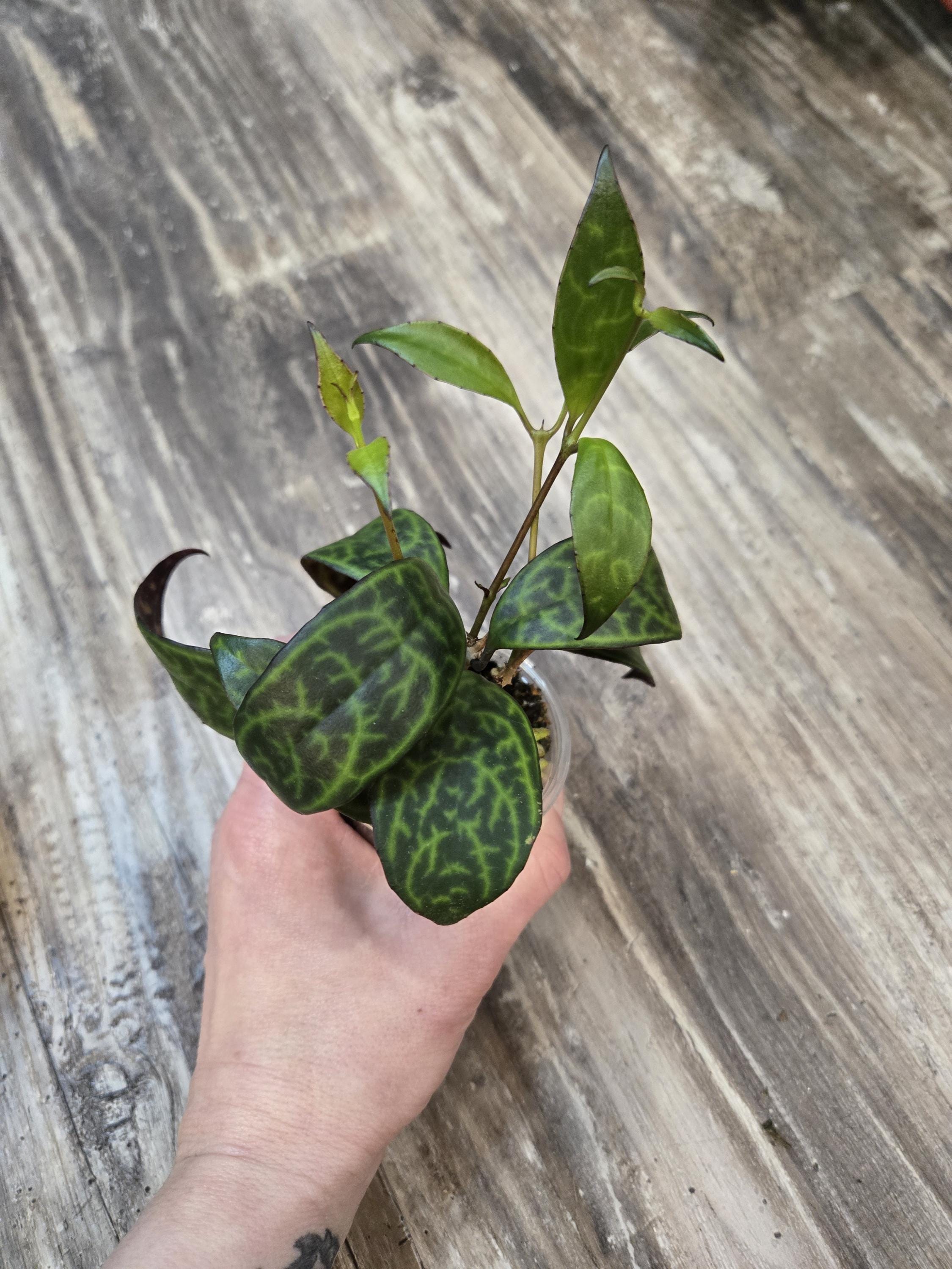 Lipstick Plant Black Pagoda - Aeschynanthus marmoratus