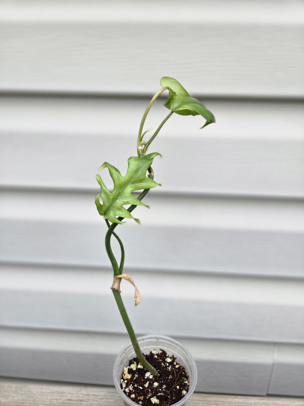 Mayoi Philodendron - Philodendron Mayoi