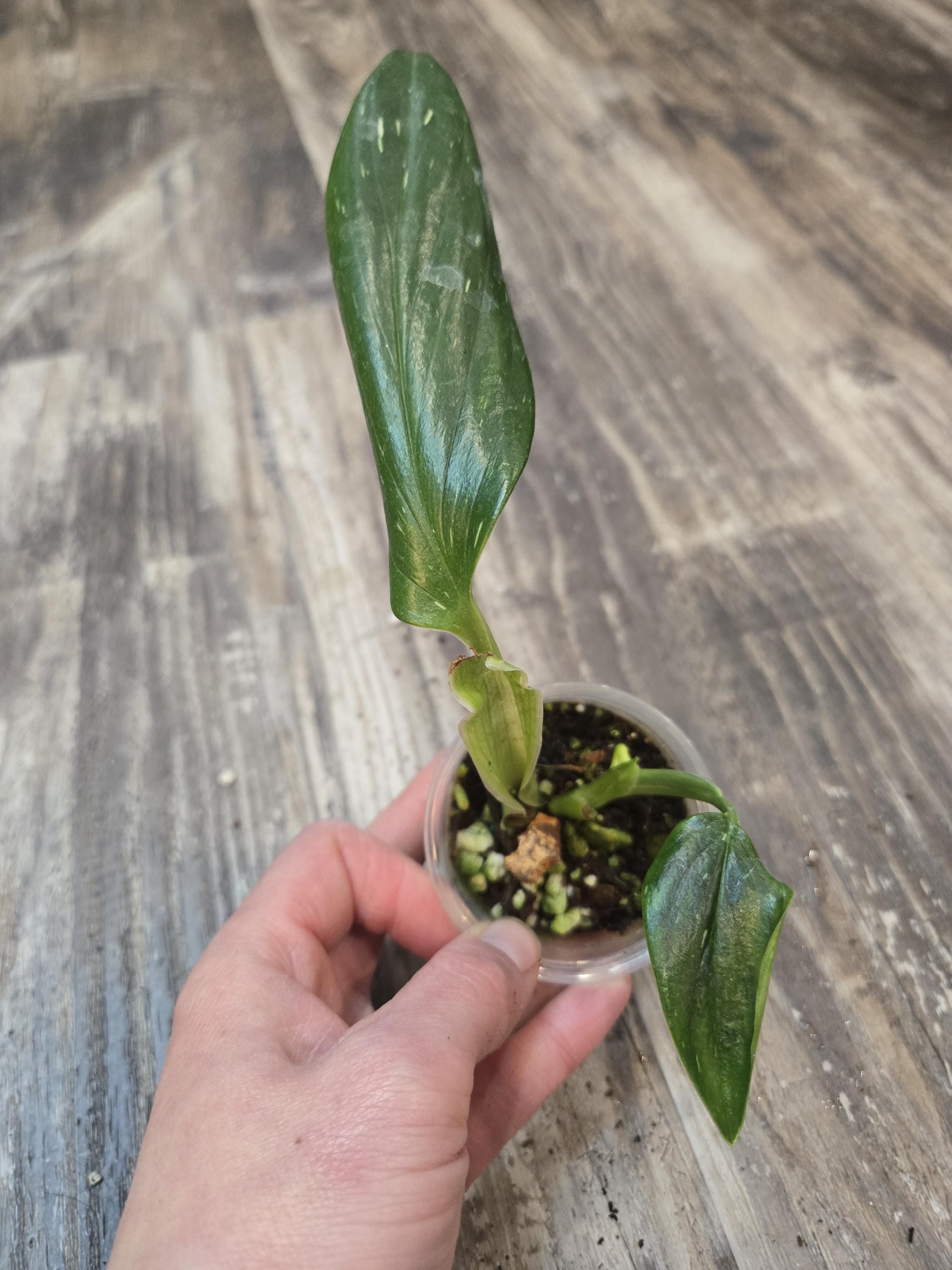 Standleyana Monstera
