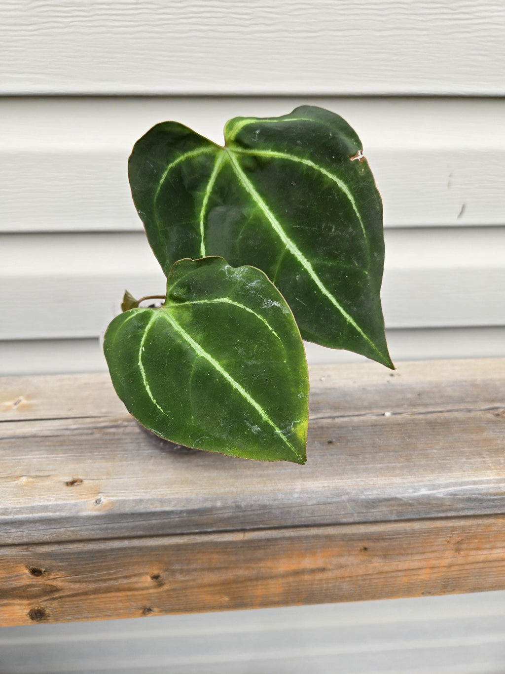 Papi Red Stem x Papi Legend Anthurium