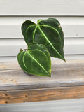 Papi Red Stem x Papi Legend Anthurium