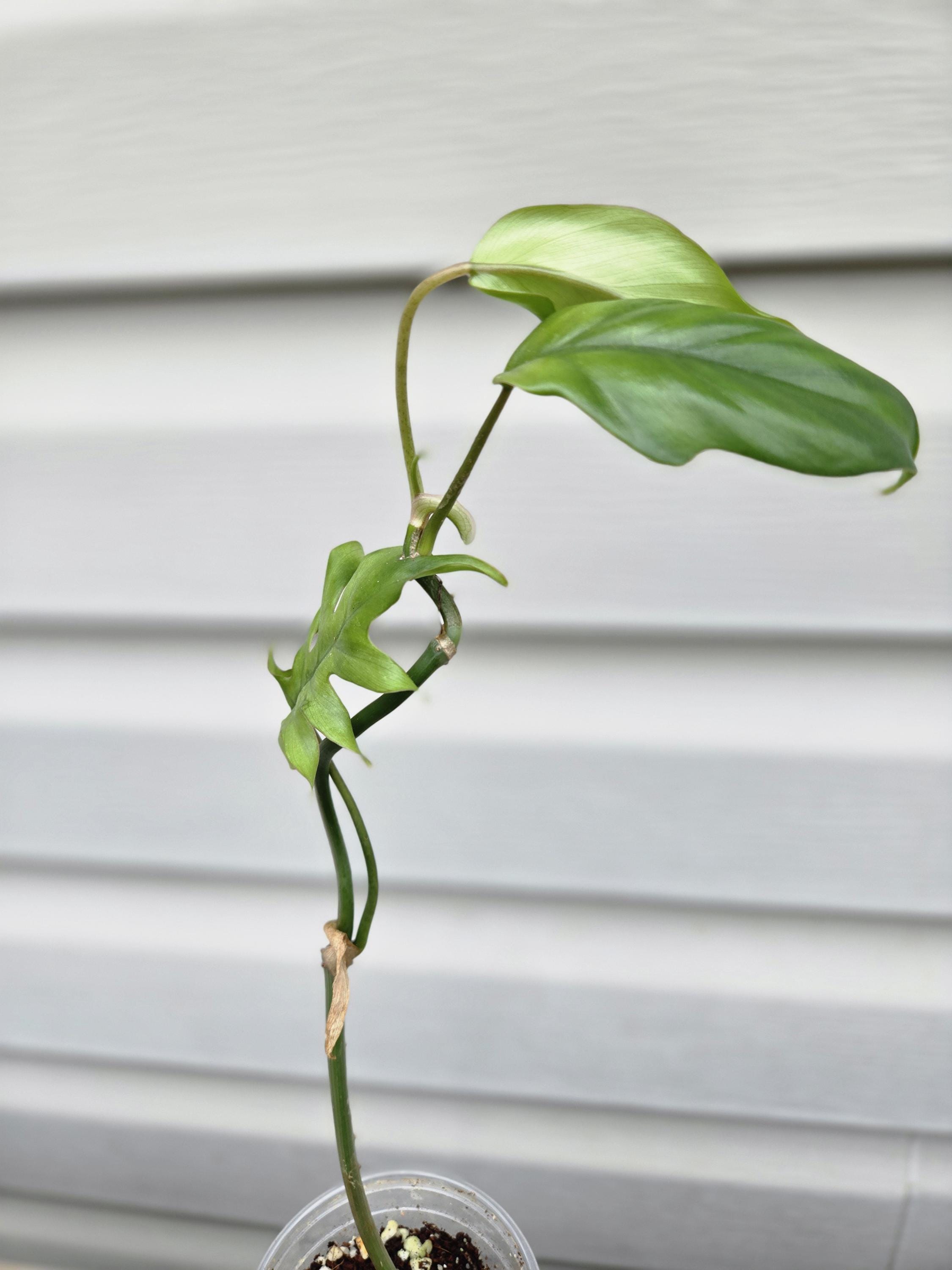 Mayoi Philodendron - Philodendron Mayoi