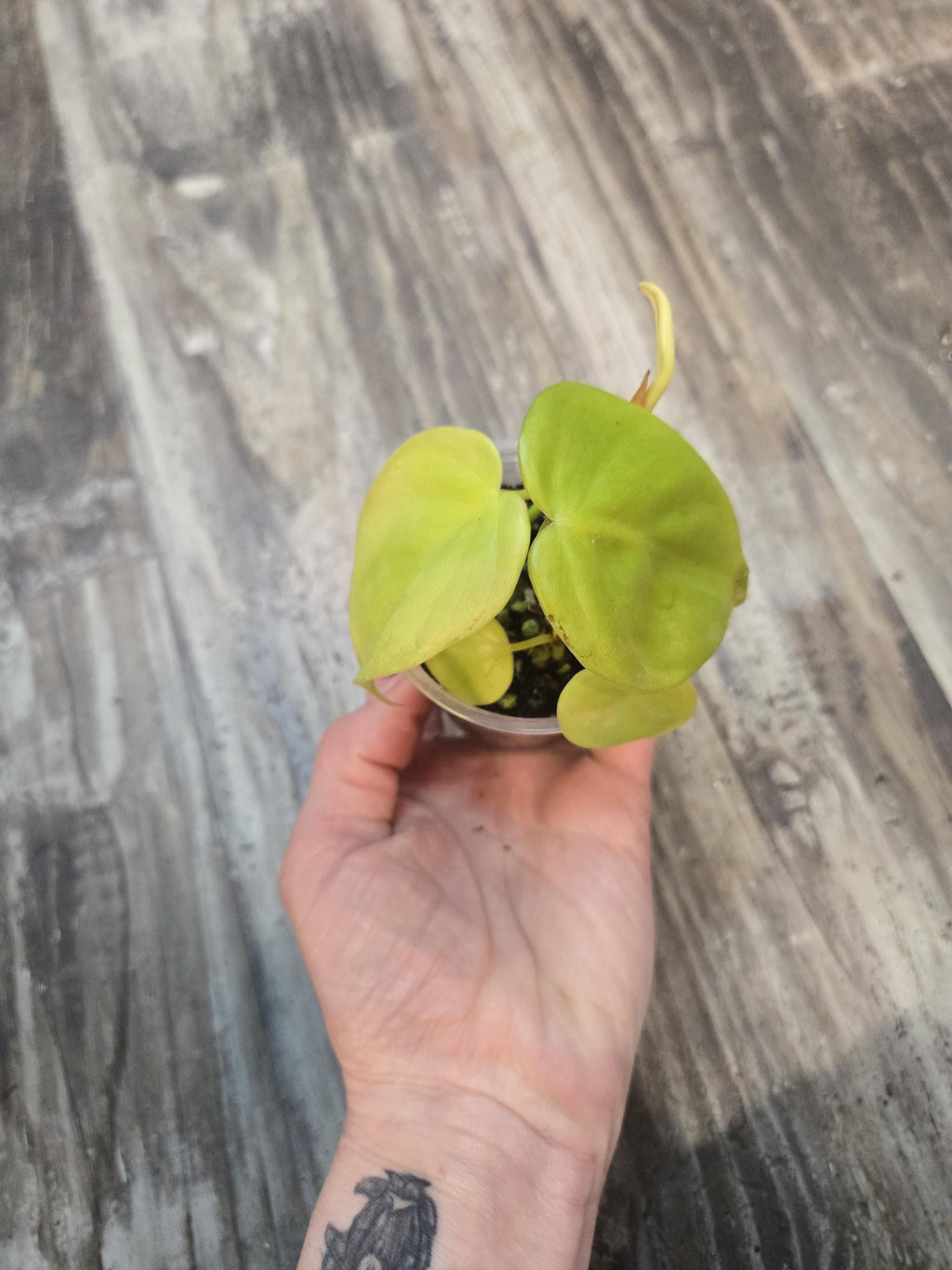 Neon Heart Leaf Philodendron - Philodendron Lemon Lime -  Neon Cordatum philodendron