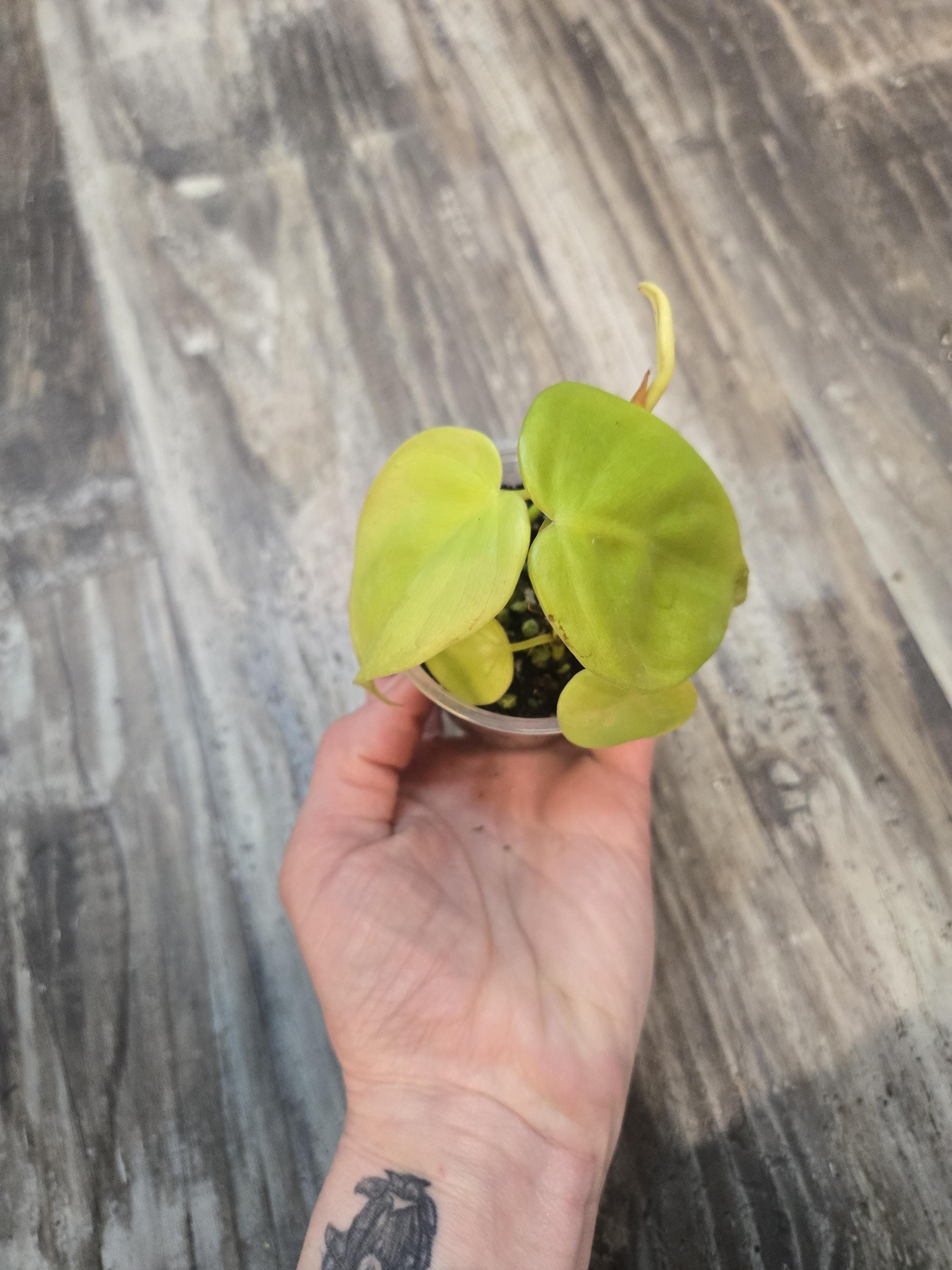 Neon Heart Leaf Philodendron - Philodendron Lemon Lime -  Neon Cordatum philodendron