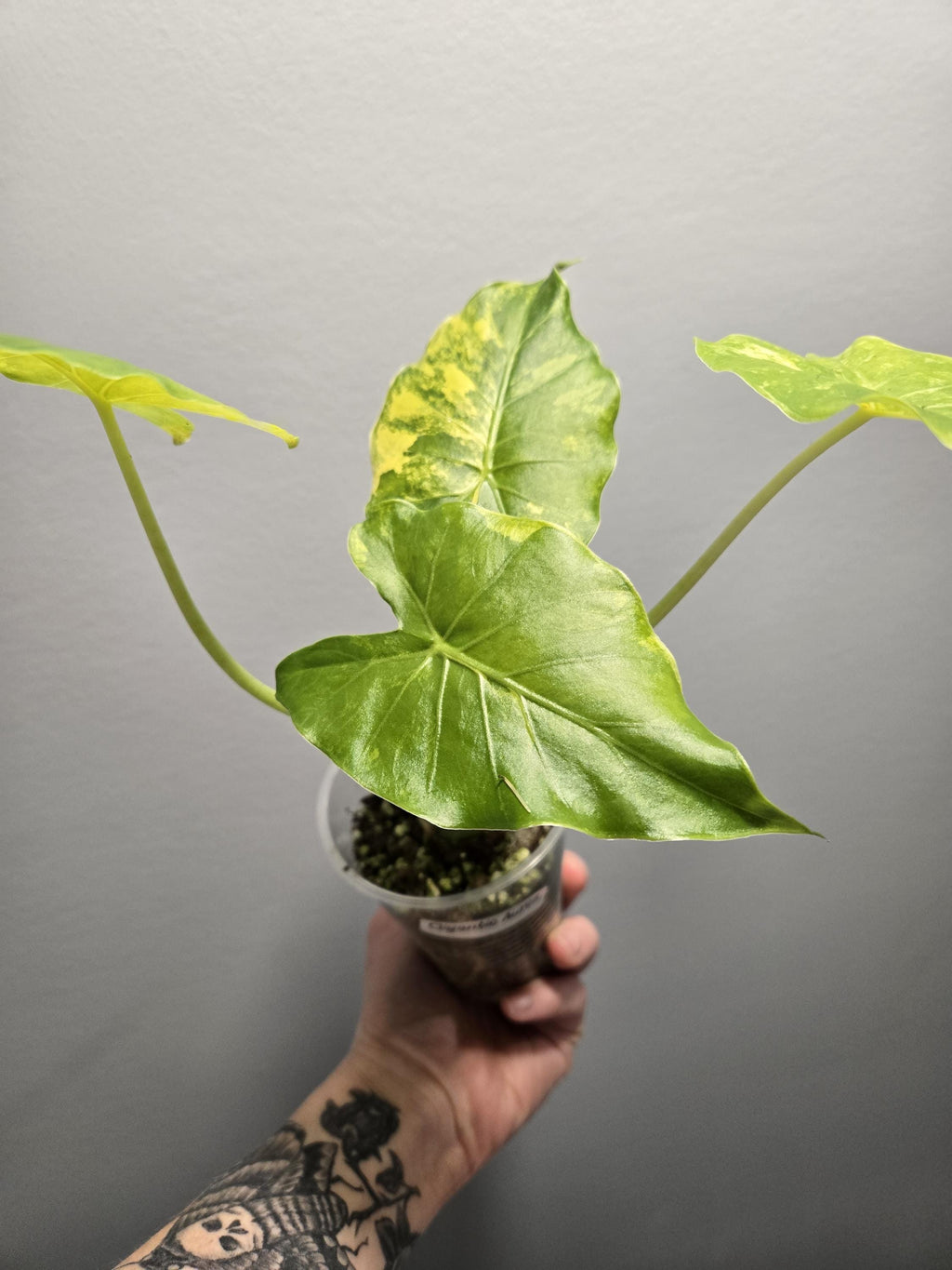 Gageana Aurea Alocasia - Alocasia Gageana Aurea