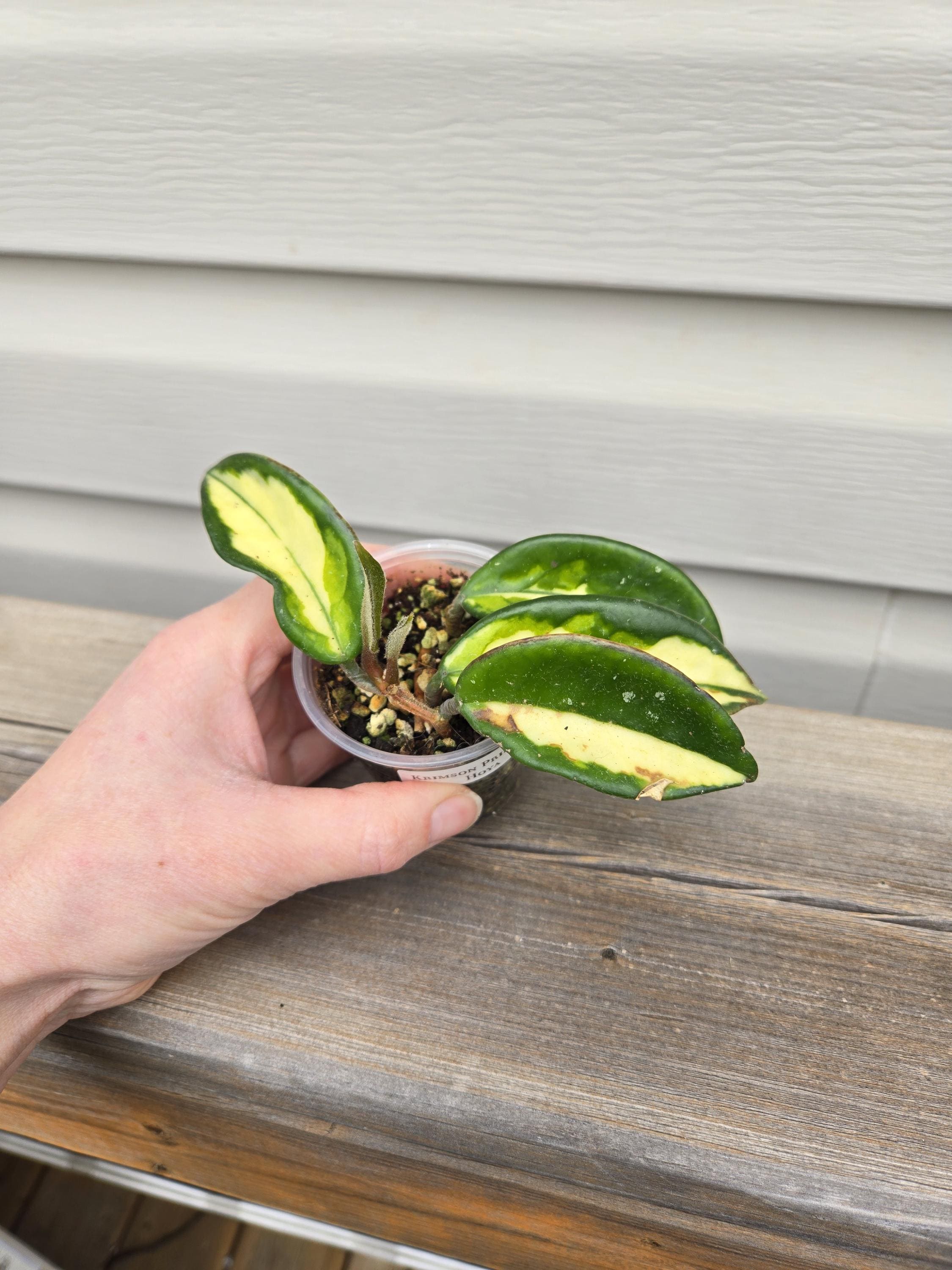 Carnosa Krimson Queen Hoya - Hoya Carnosa Krimson Queen