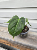 AOS X Dressleri Anthurium