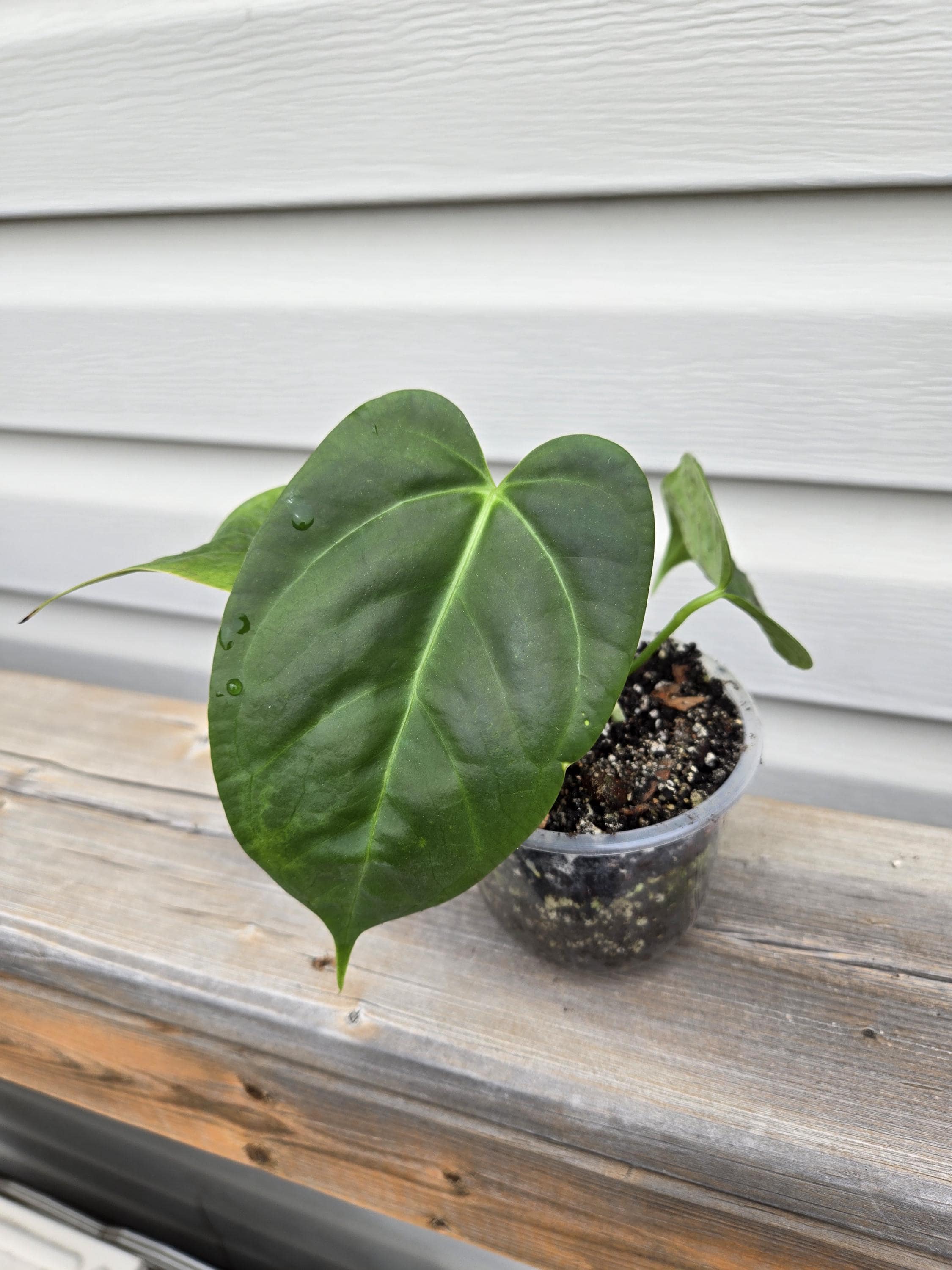 AOS X Dressleri Anthurium