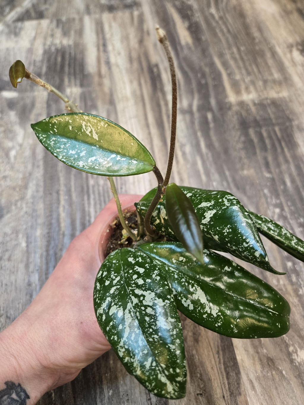 Carnosa Splash Hoya - Hoya Carnosa Splash