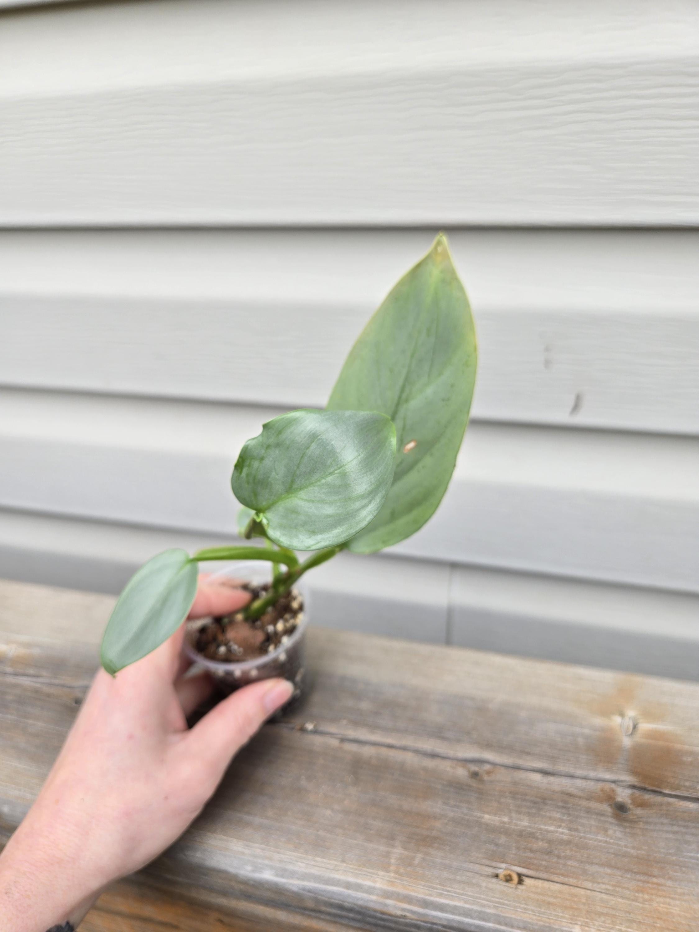 Philodendron Silver Sword - Silver s Sword Philodendron