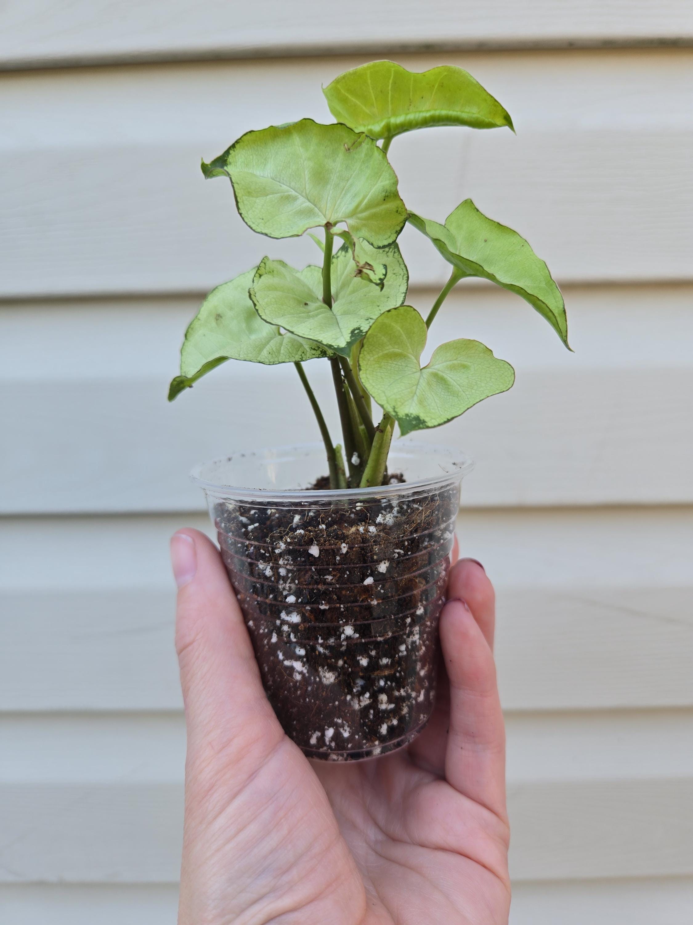 Pixie Syngonium- Syngonium Pixie