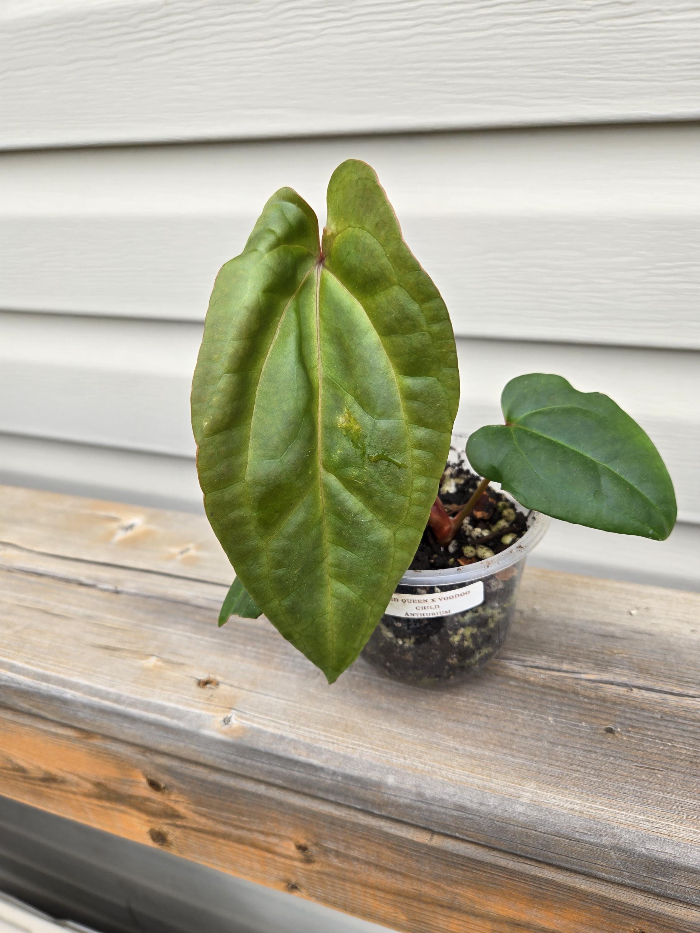 Red Queen x Vodoo Child Anthurium