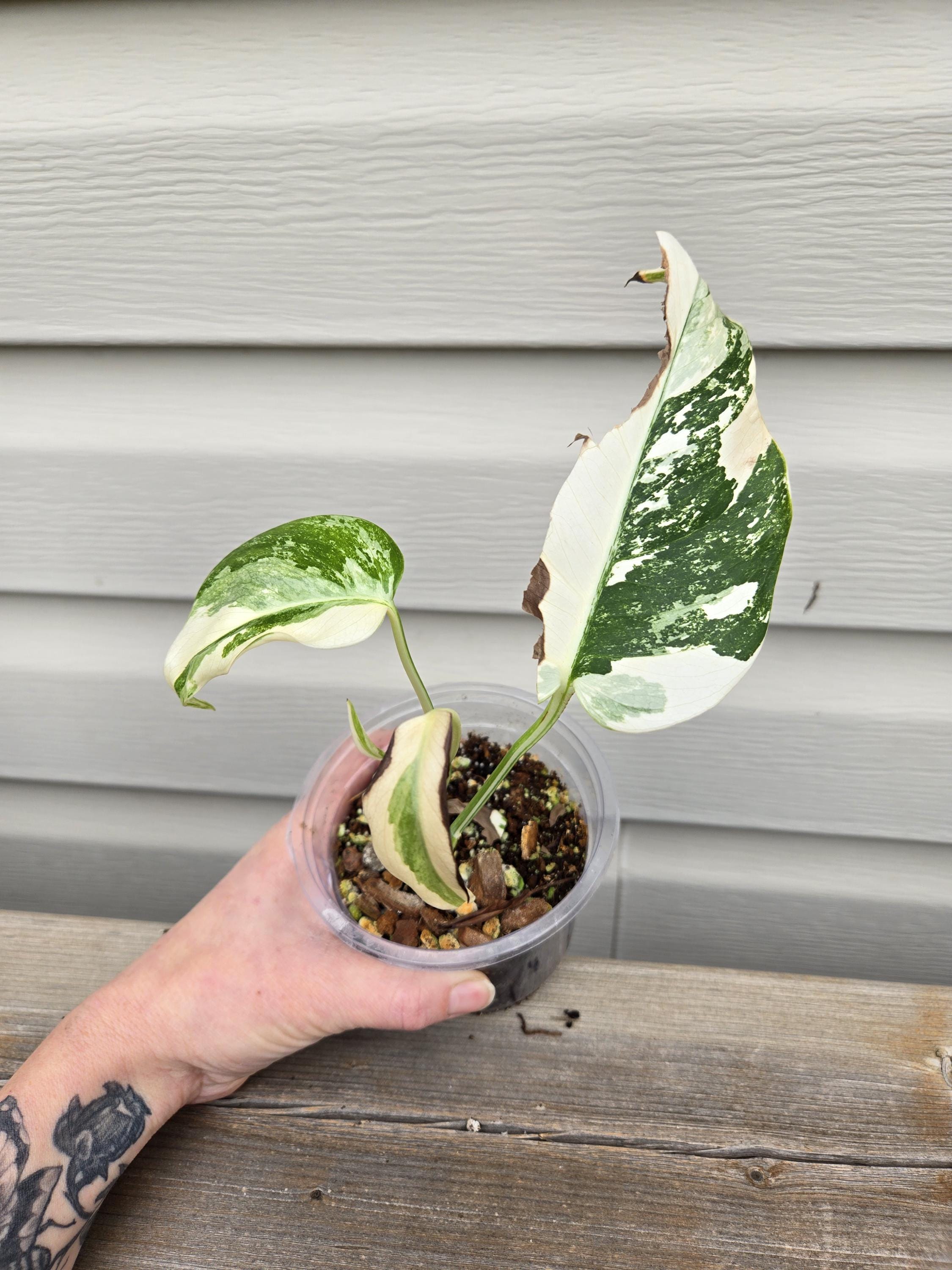 Monstera Albo