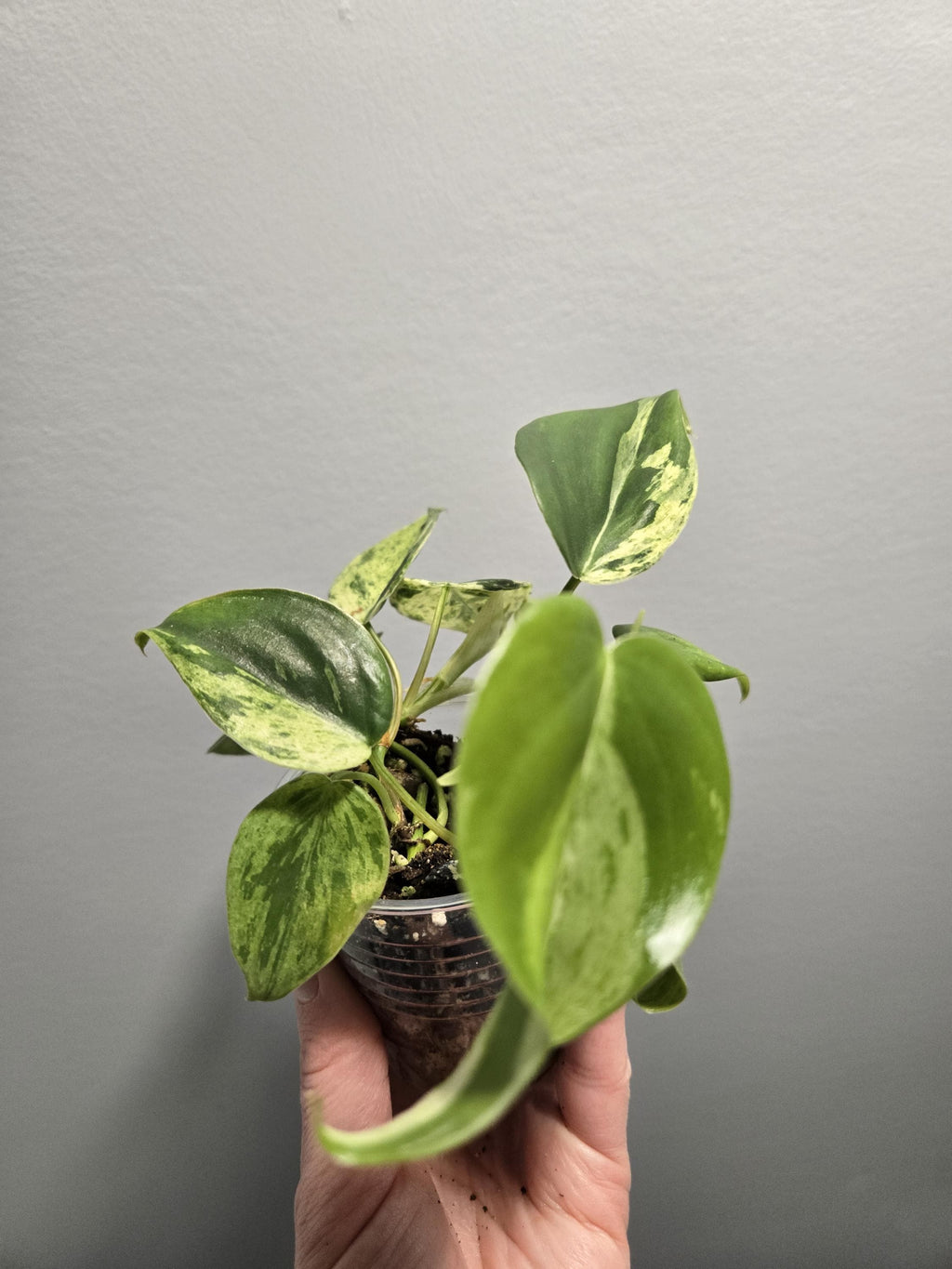 Philodendron Heartleaf Variegated- Heart-leaf philodendron (Philodendron hederaceum)