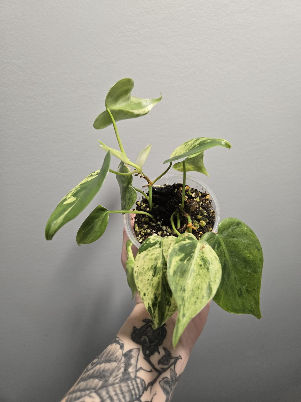 Philodendron Heartleaf Variegated- Heart-leaf philodendron (Philodendron hederaceum)