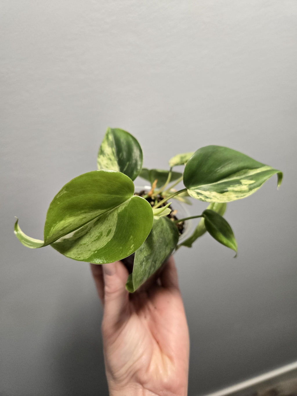 Philodendron Heartleaf Variegated- Heart-leaf philodendron (Philodendron hederaceum)