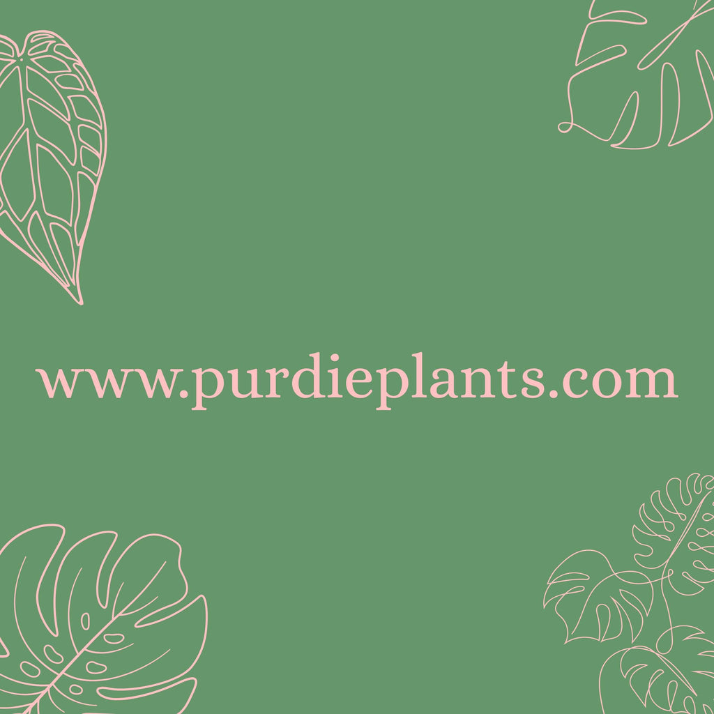 Philodendron Heartleaf Variegated- Heart-leaf philodendron (Philodendron hederaceum)