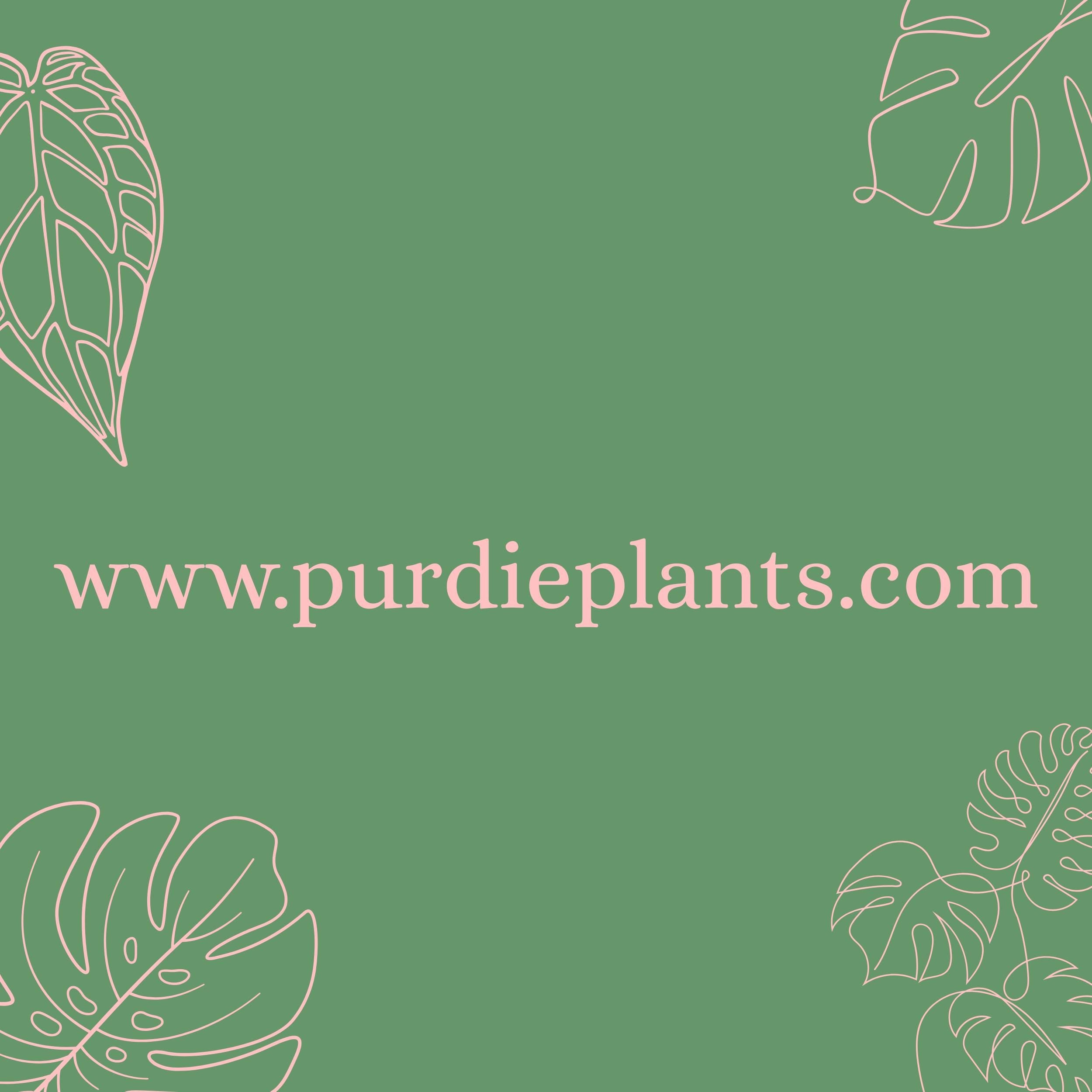 Philodendron Heartleaf Variegated- Heart-leaf philodendron (Philodendron hederaceum)