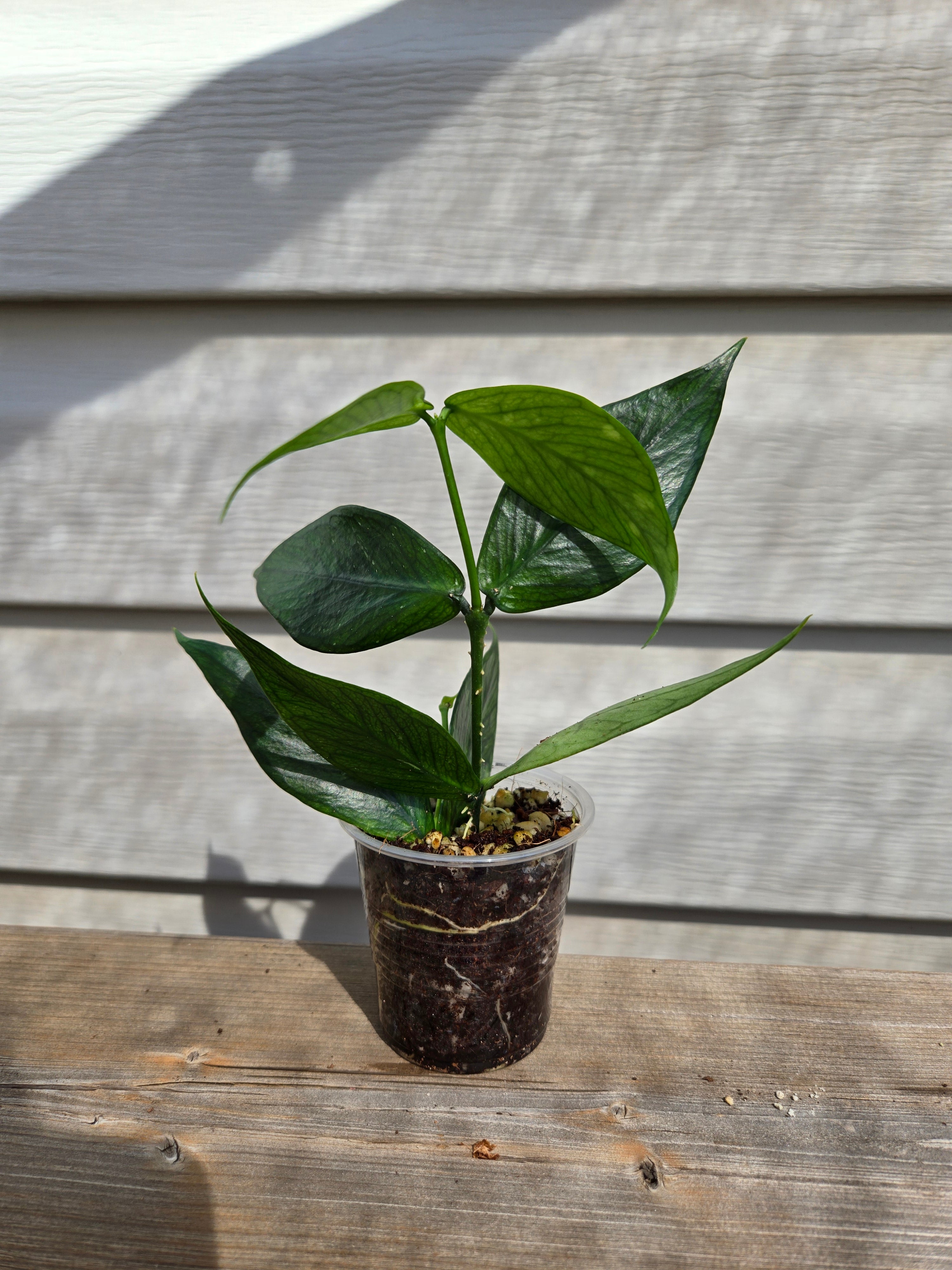 Polyneura Hoya