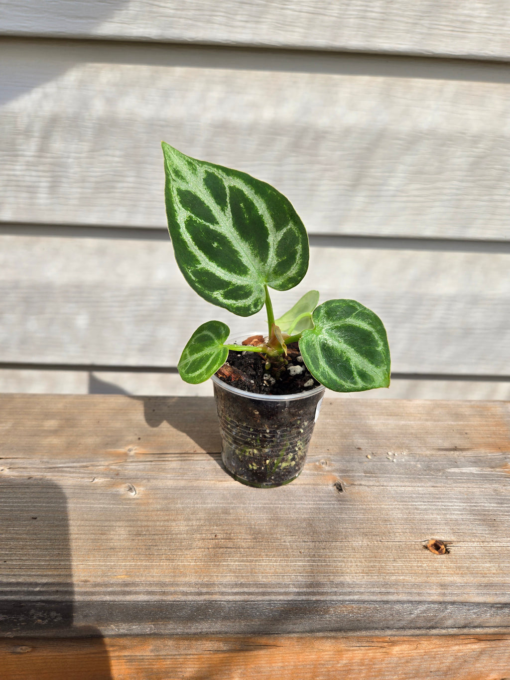 Crystallinum x Dorayaki Anthurium