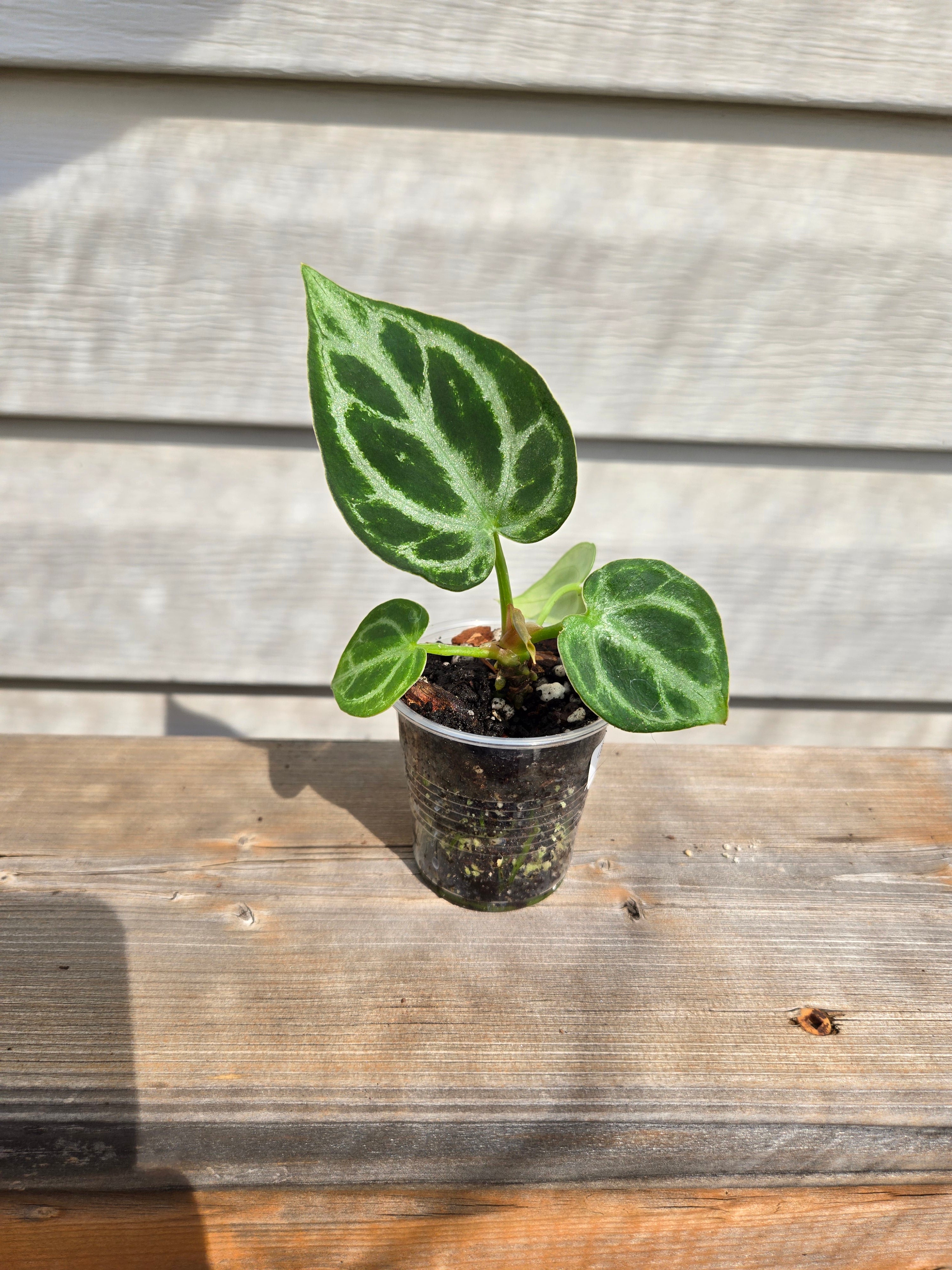 Crystallinum x Dorayaki Anthurium