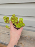 Begonia Zumba Rex - Zumba Rex Begonia