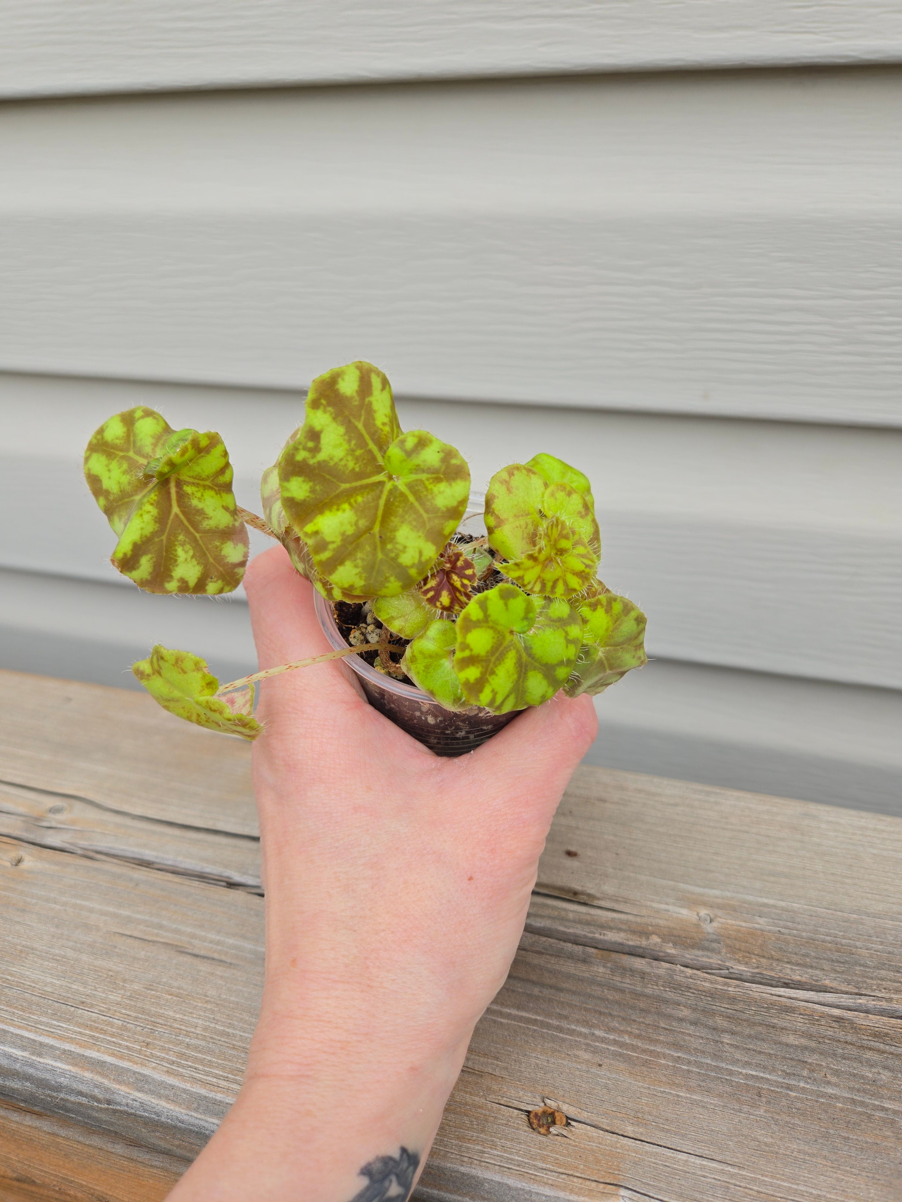 Begonia Zumba Rex - Zumba Rex Begonia