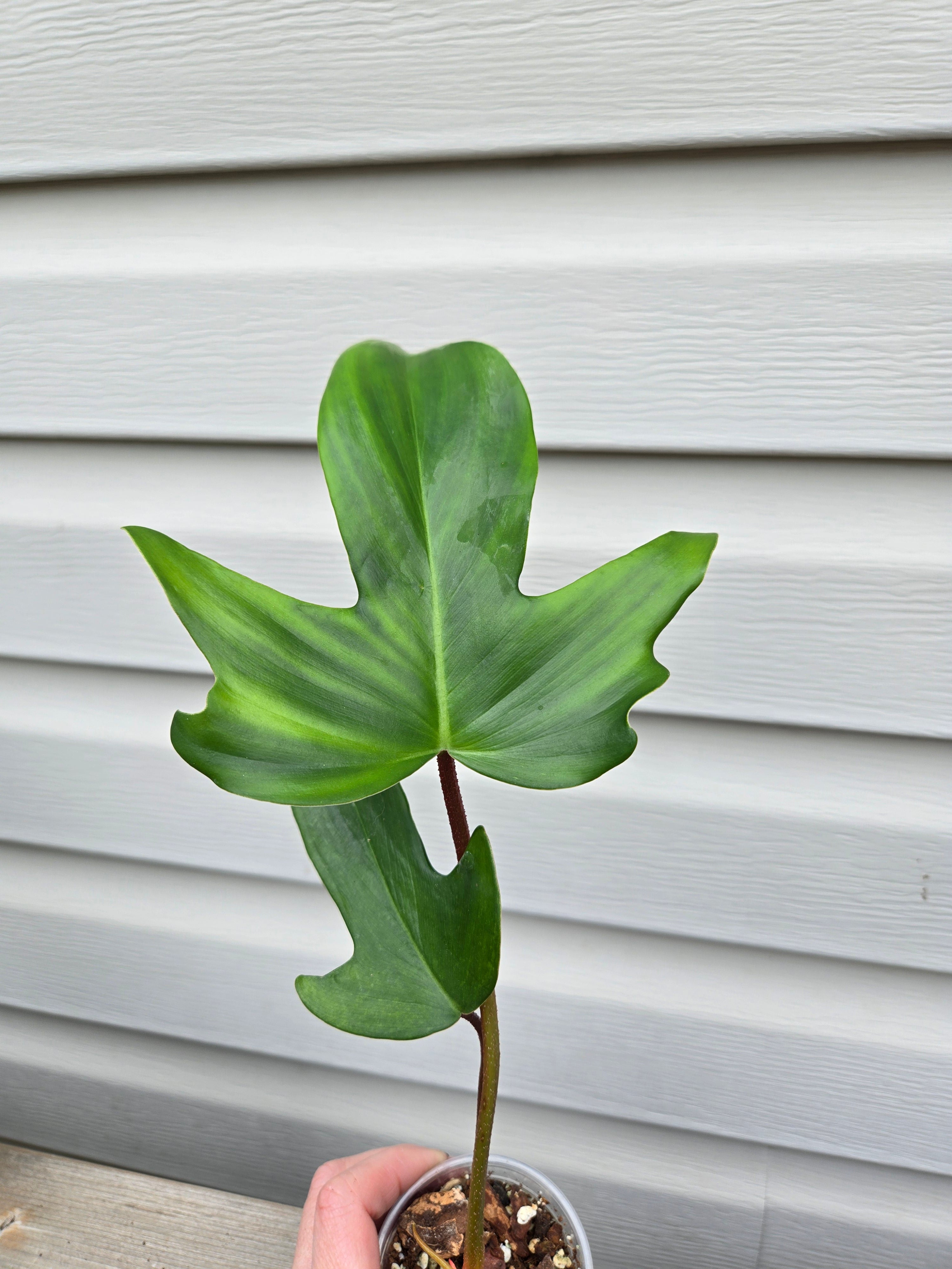 Philodendron Florida