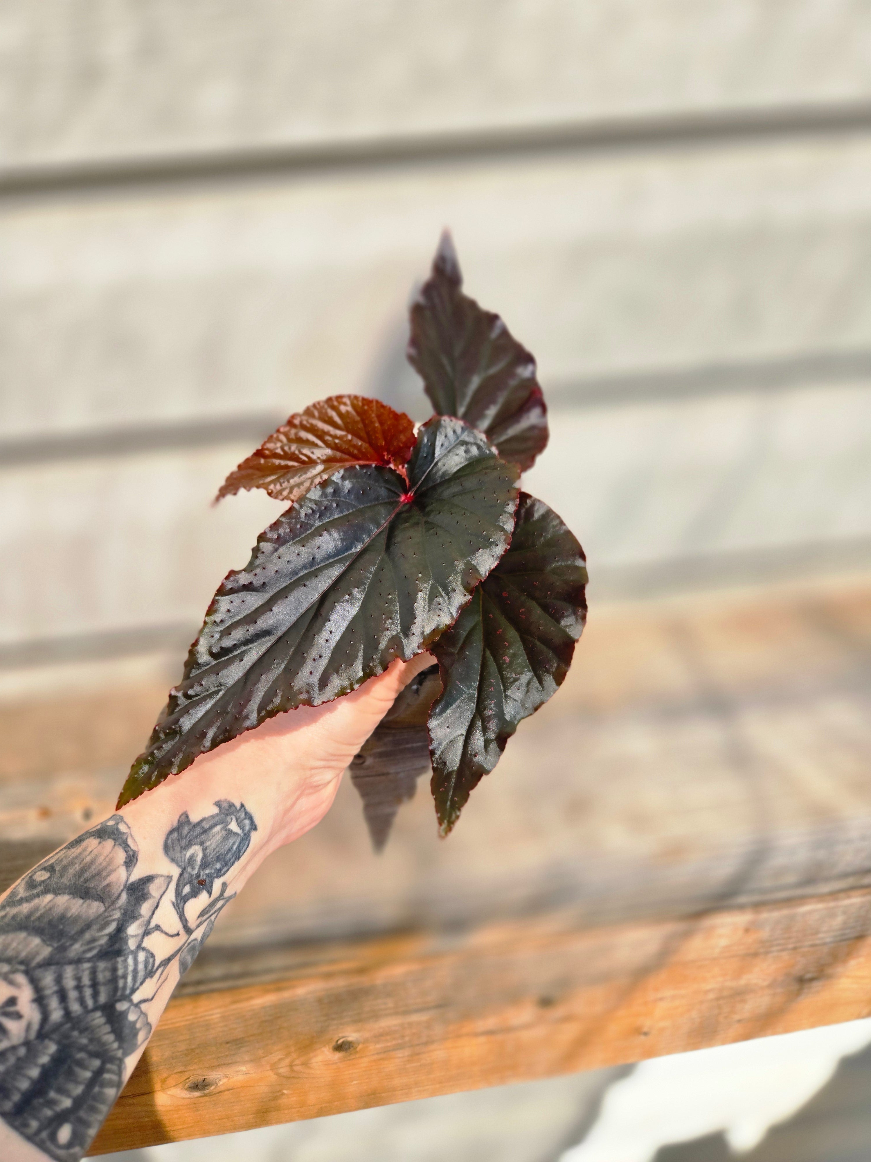 Arabian Sunset Begonia - Black Magic Begonia