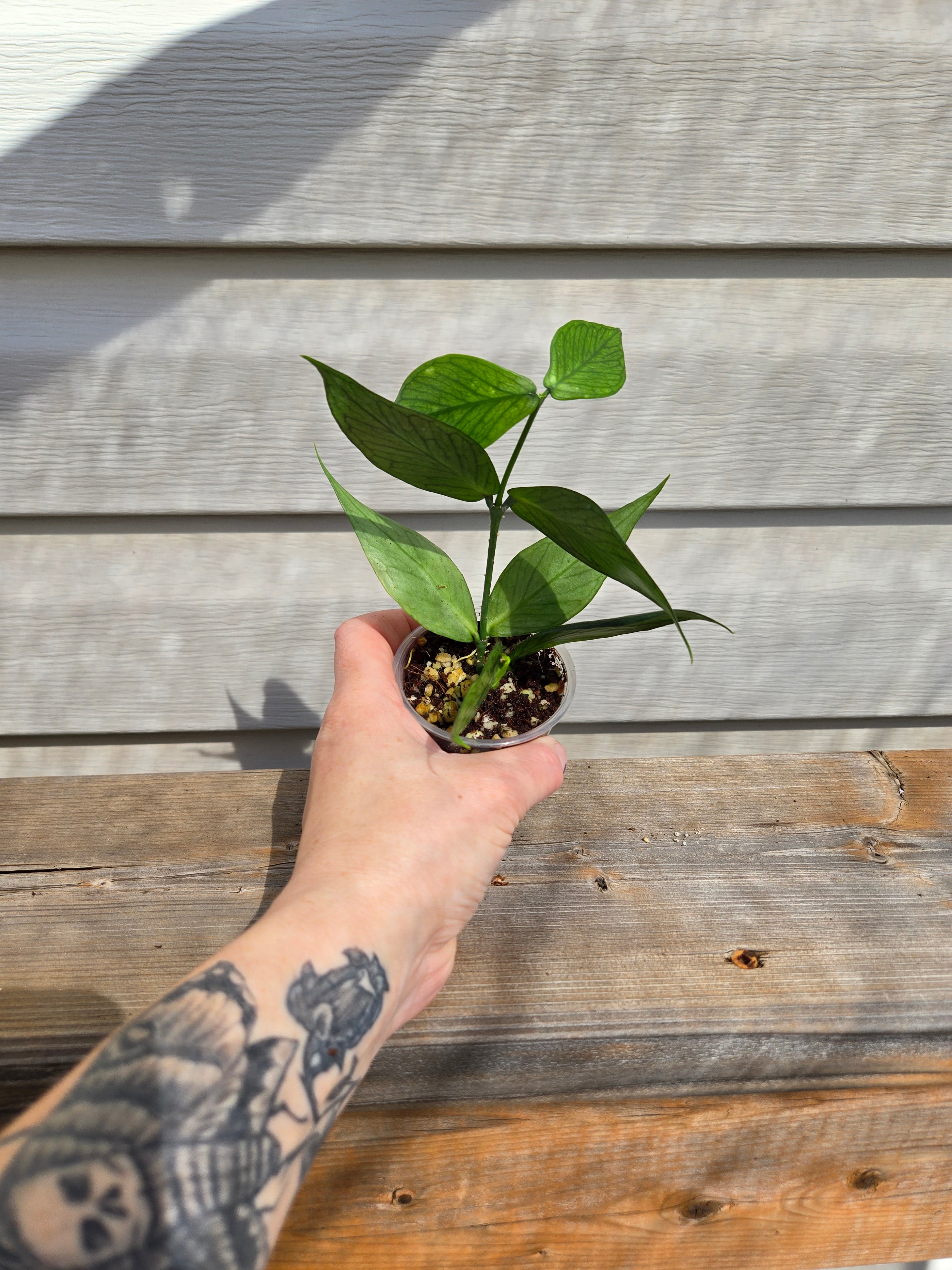 Polyneura Hoya