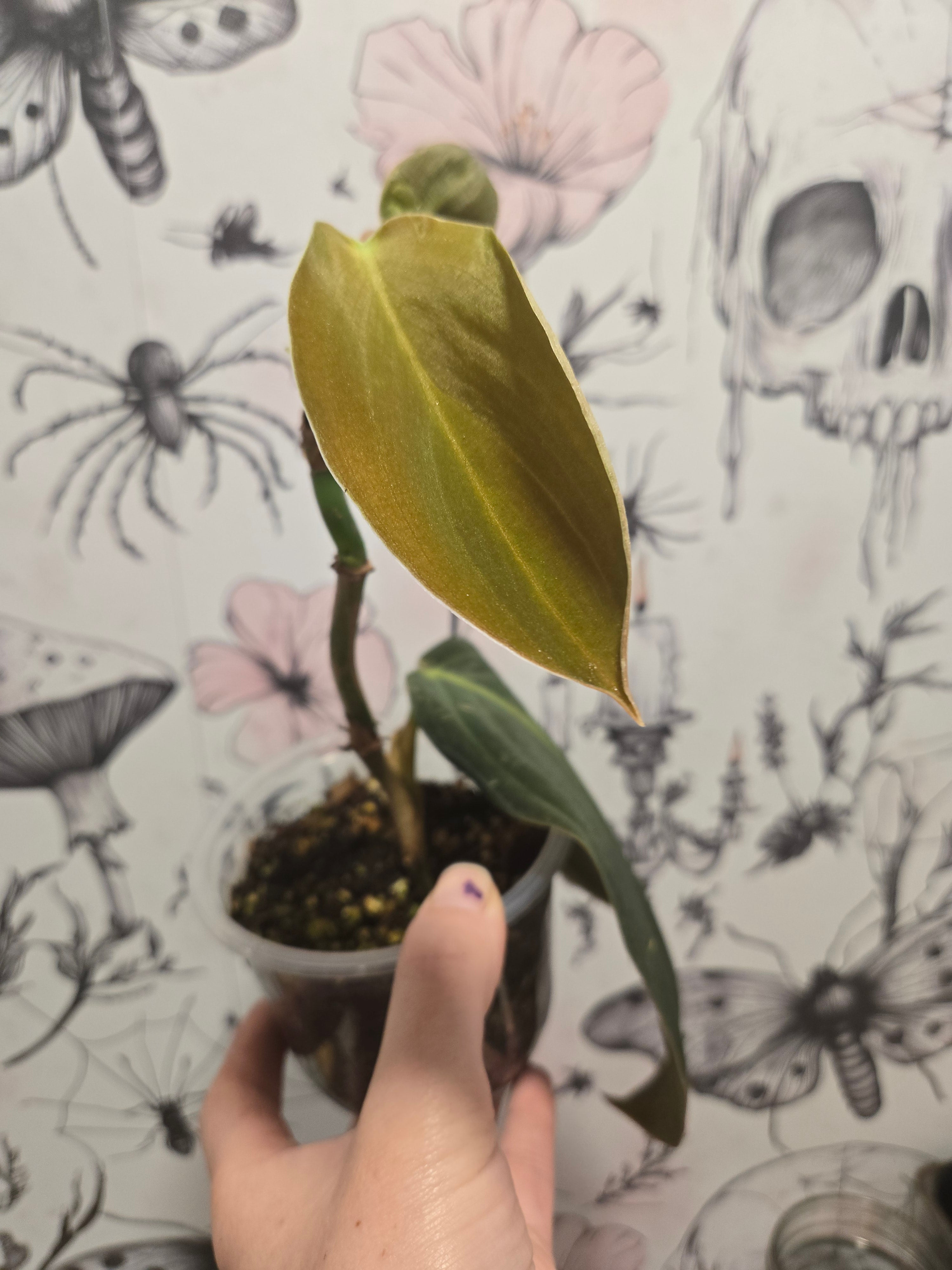 Philodendron Gigas