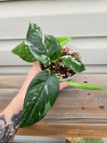 Epipremnum Pinnatum Albo