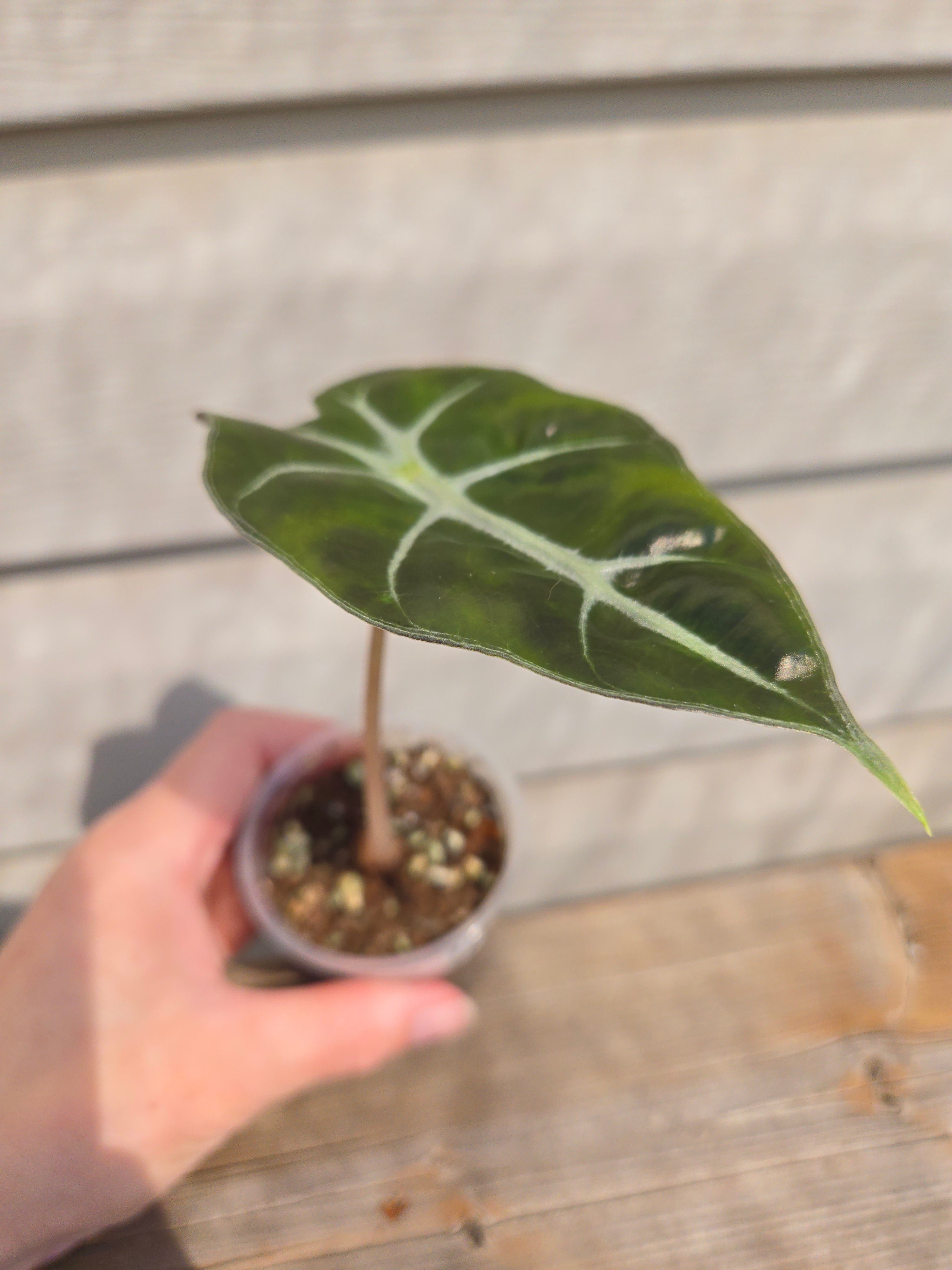 Polly Alocasia