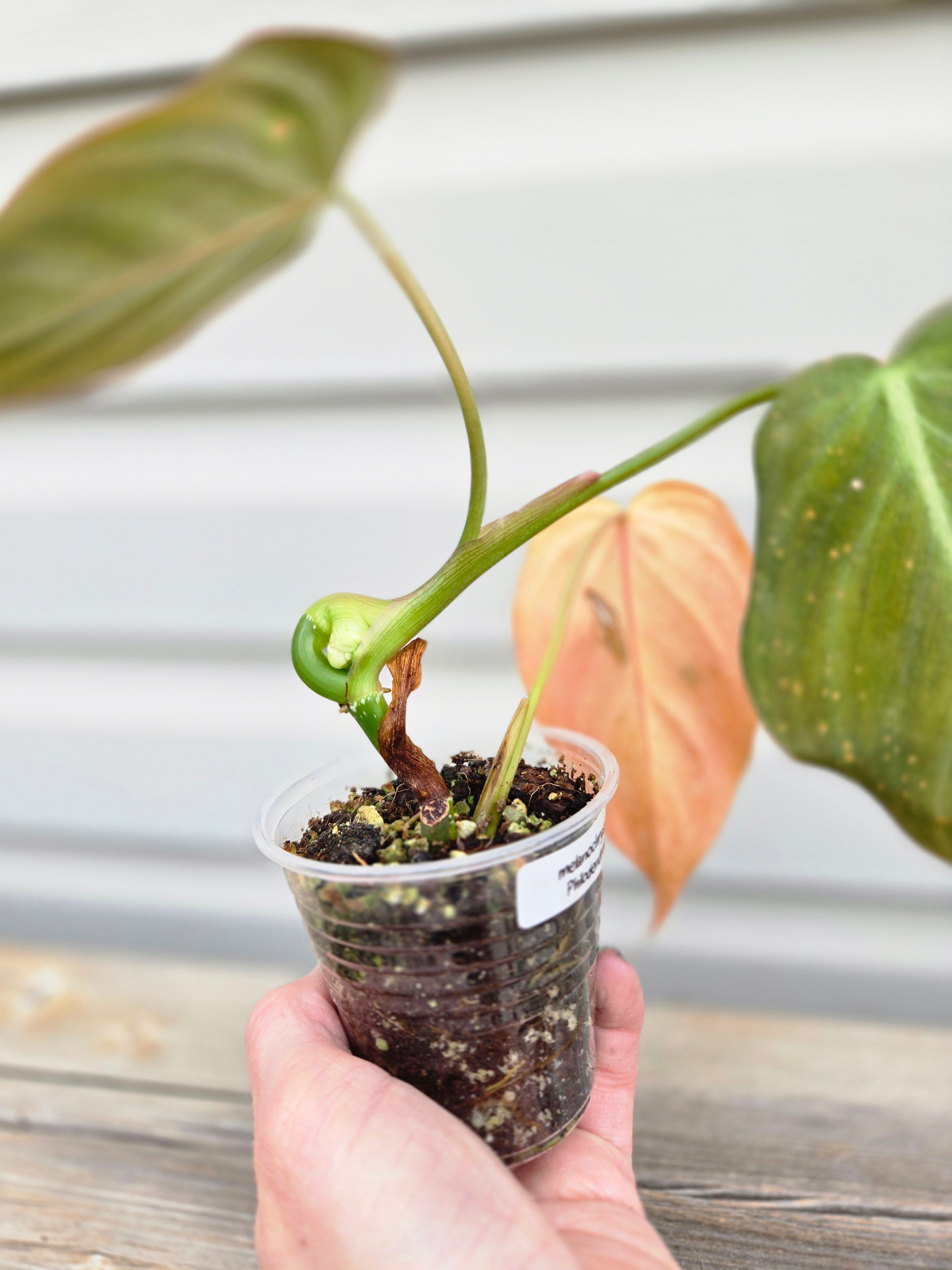 Philodendron Melanochrysum