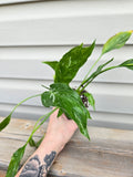 Variegated Peace lily