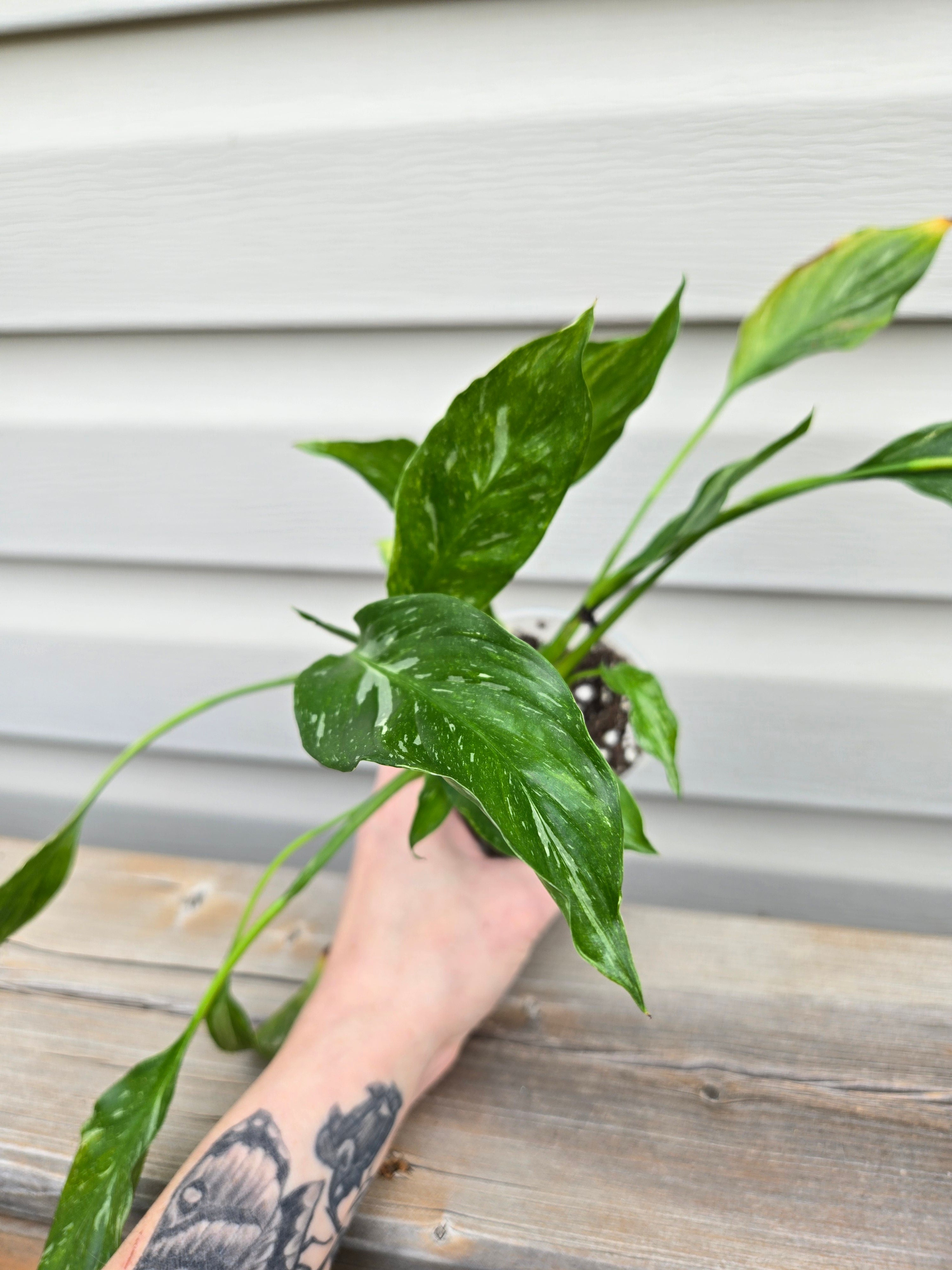 Variegated Peace lily