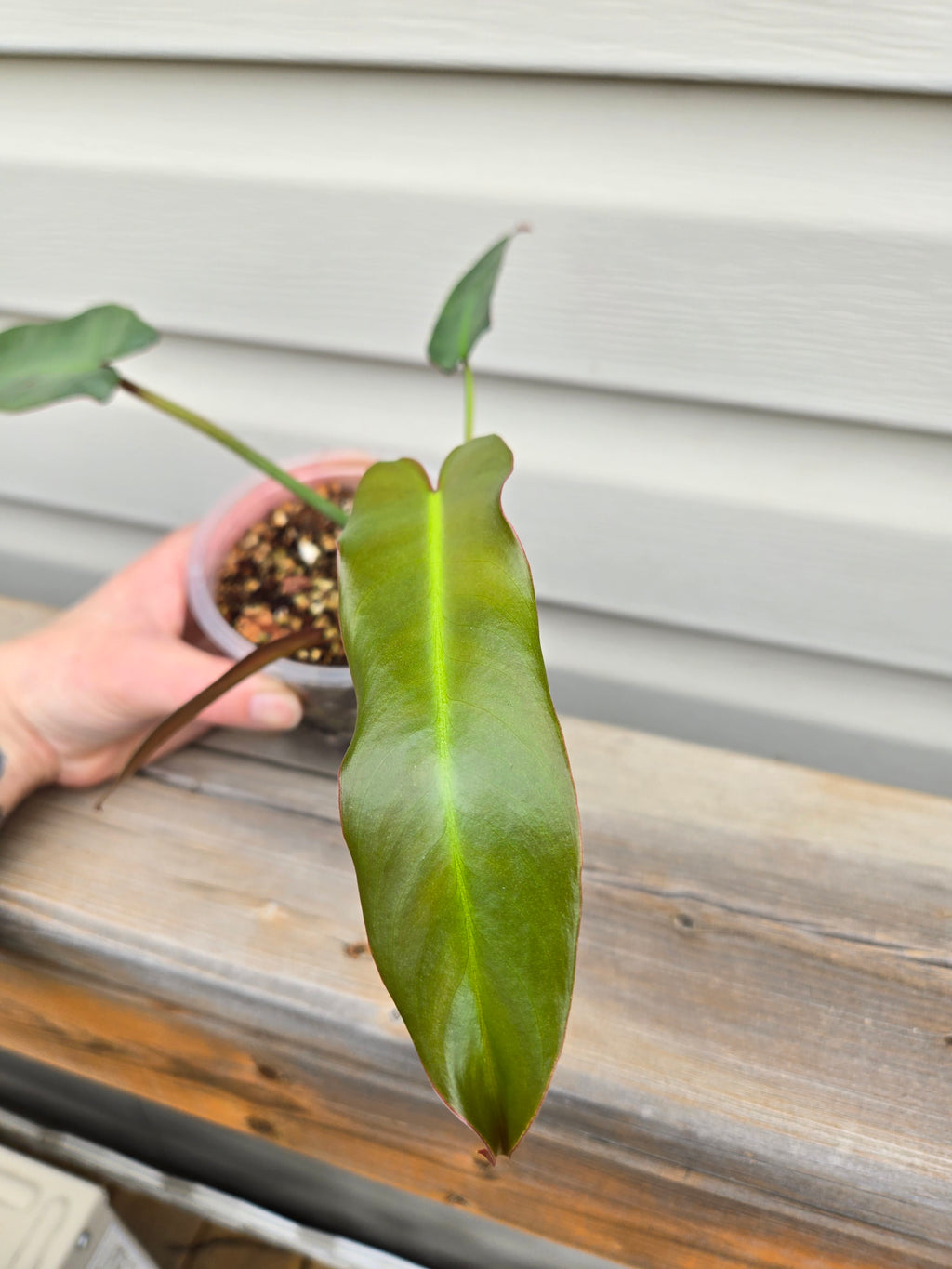 Philodendron Atabapoense