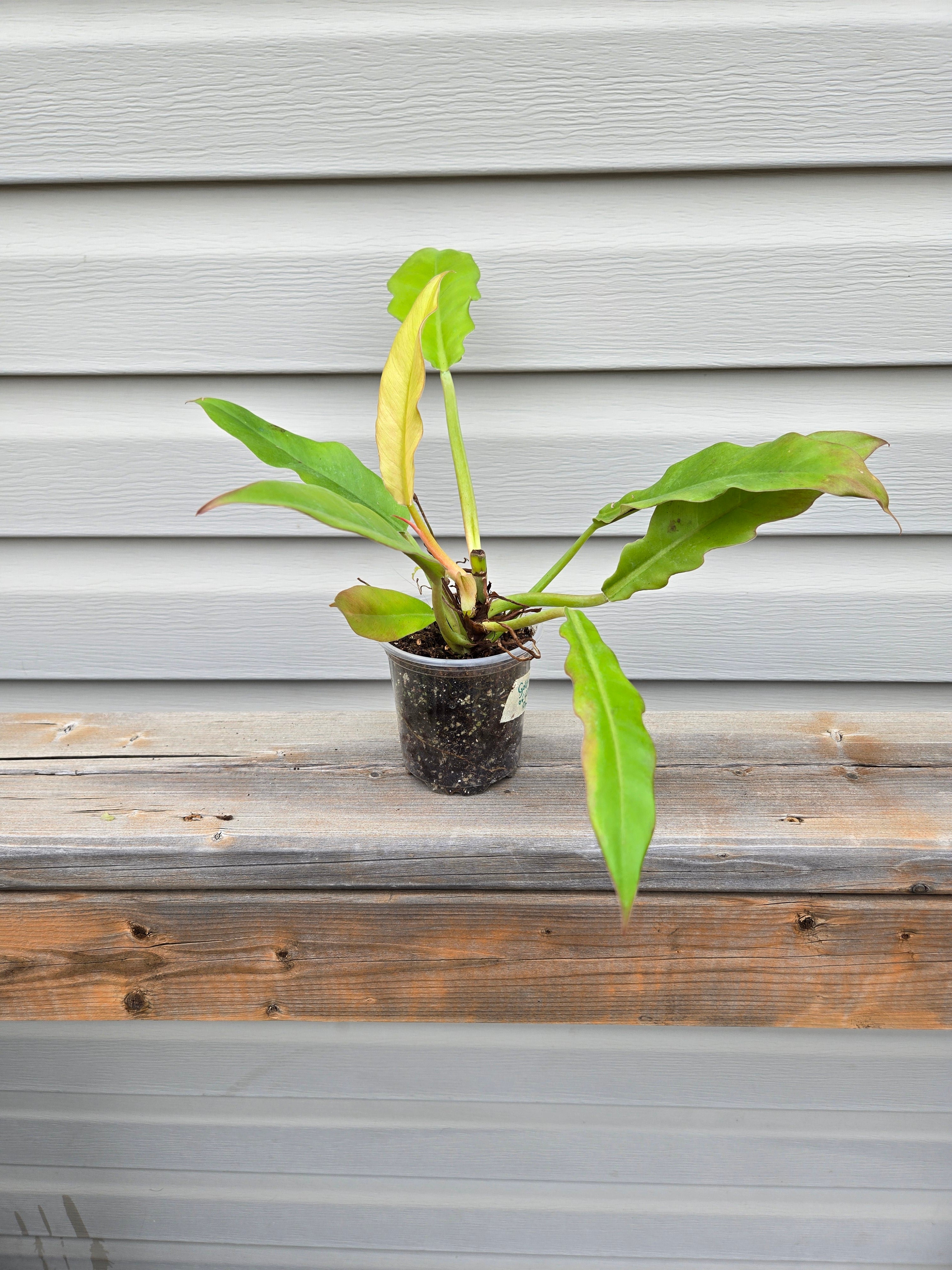 Philodendron Gold Ring - Gold Ring of Fire