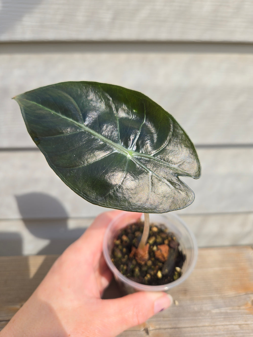 Pink Dragon Alocasia