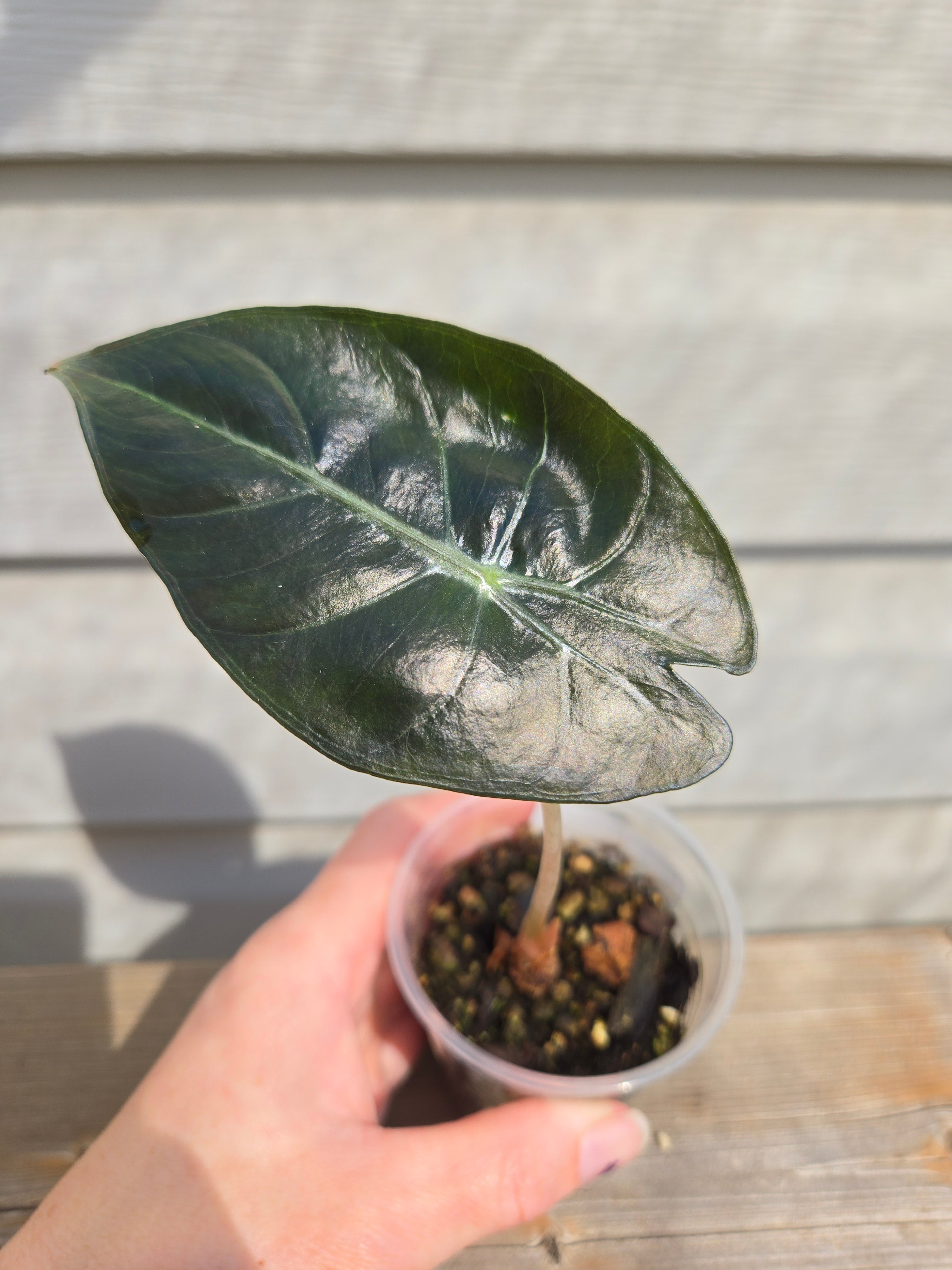 Pink Dragon Alocasia