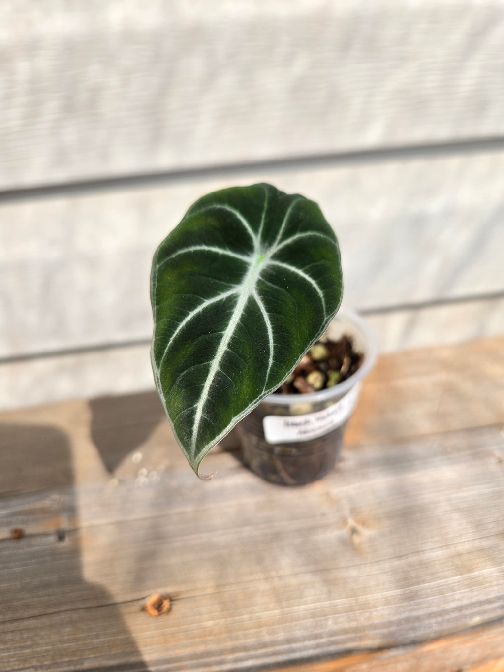 Black Velvet Alocasia